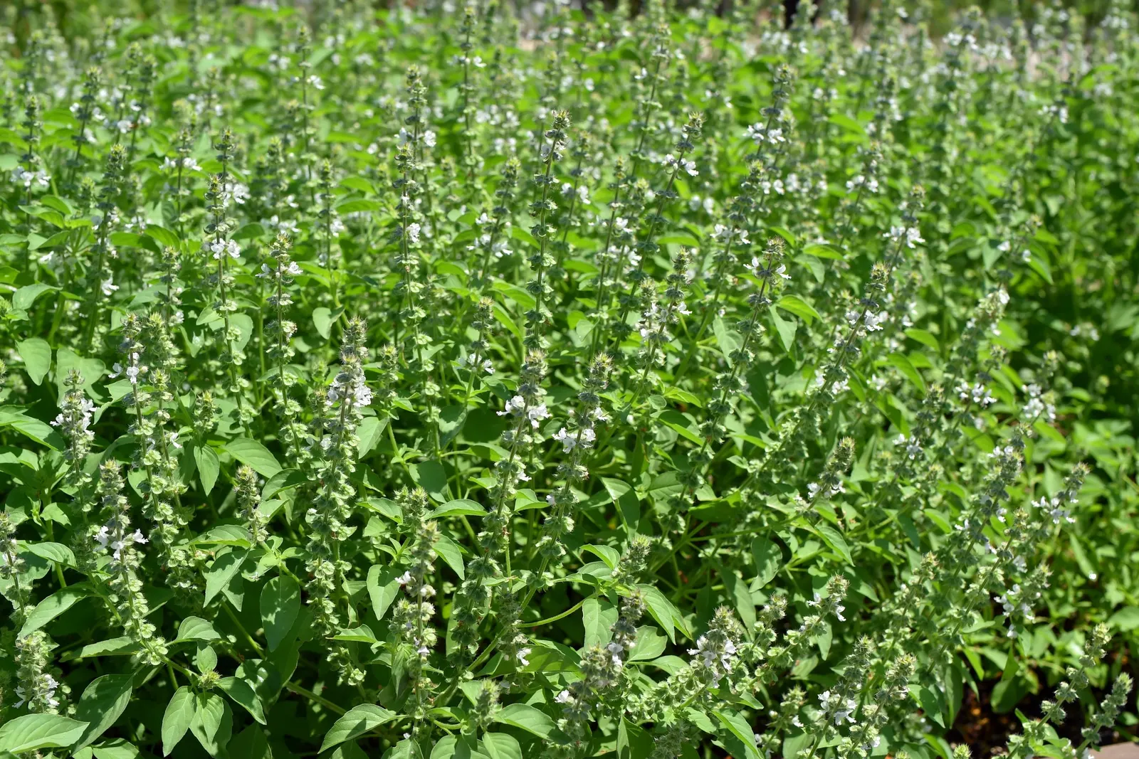 Lemon Basil (Ocimum X Citriodorum) — Ideal for borders and aromatic gardens, it requires regular watering and occasional fertilization, image 88