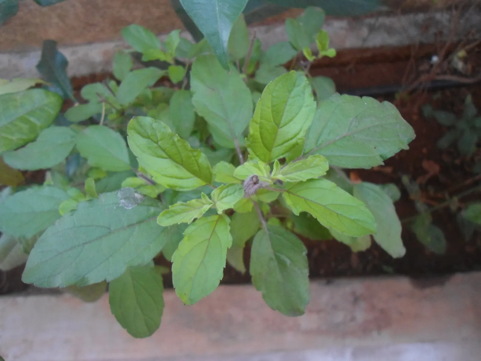 Lemon Basil (Ocimum X Citriodorum) — herb for full