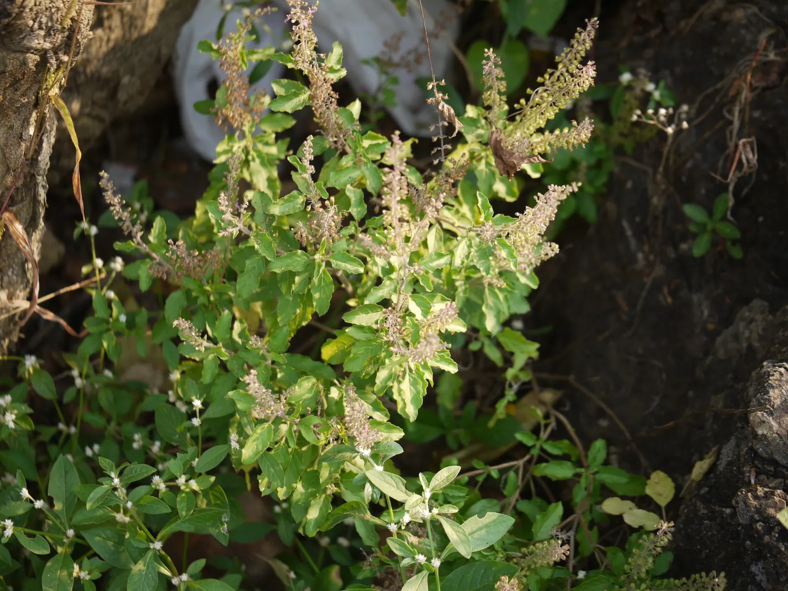 Lemon Basil (Ocimum X Citriodorum) — It prefers full sun exposure and requires well-drained soil to thrive; which makes it suitable for both garden, image 77