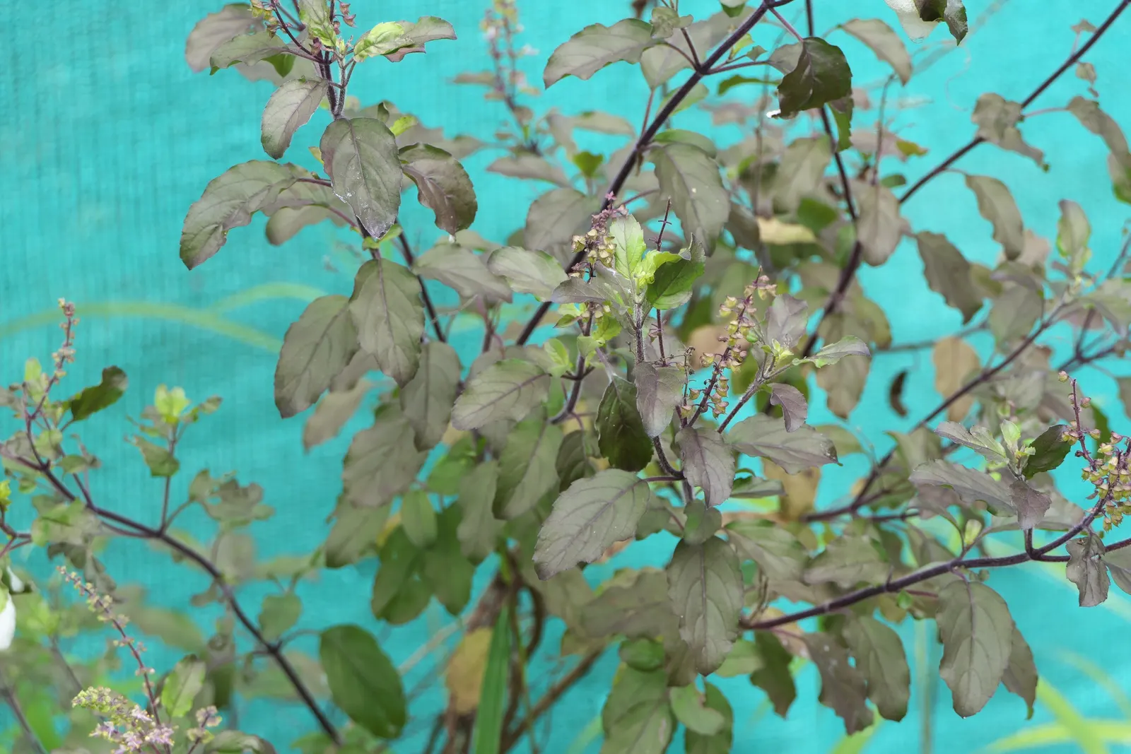 Lemon Basil (Ocimum X Citriodorum) — Ideal for borders and aromatic gardens, it requires regular watering and occasional fertilization