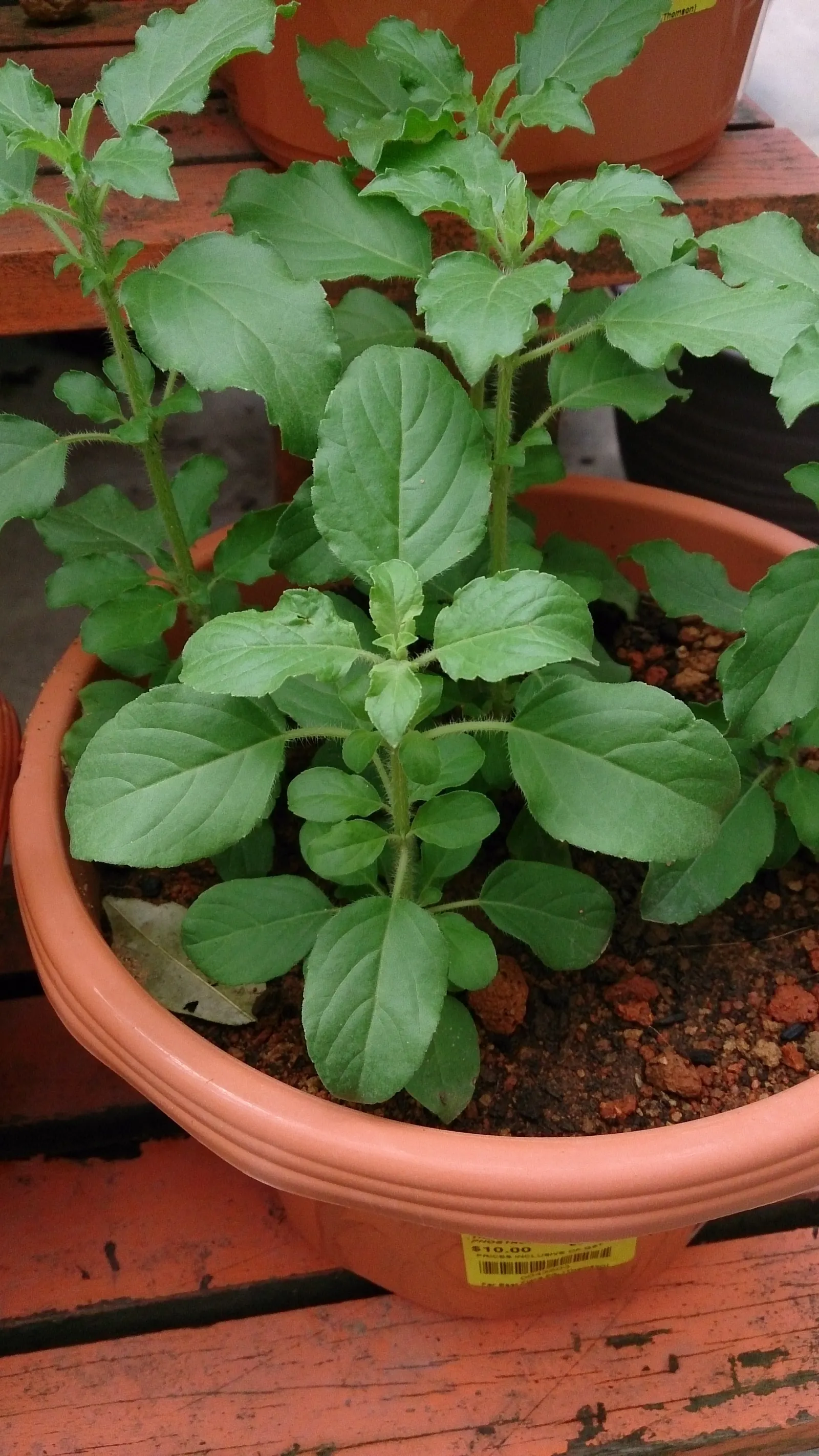 Lemon Basil (Ocimum X Citriodorum) — Lemon Basil produces small white to pale pink flowers on spikes; enhancing the ecological balance of the garden, image 96