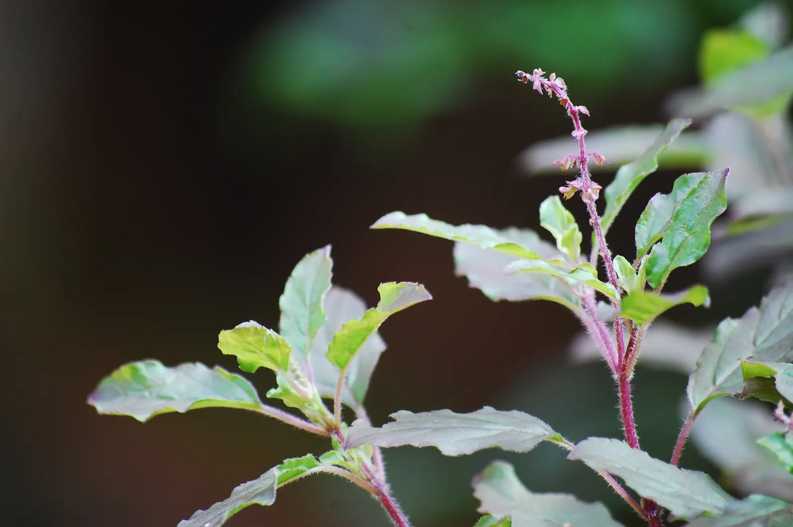 Lemon Basil (Ocimum X Citriodorum) — Perfect for adding a citrus flavor to dishes and a refreshing aroma to landscapes; which makes it suitable for both garden
