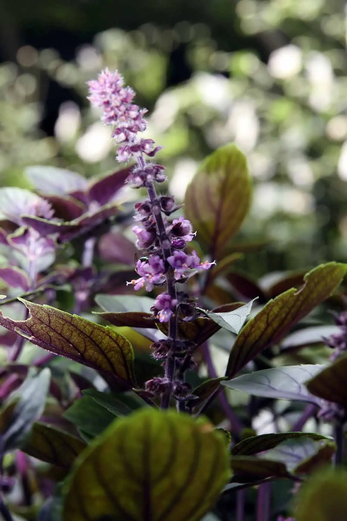 Lemon Basil (Ocimum X Citriodorum) — Regular watering is essential, but be careful to avoid waterlogged conditions; enhancing the ecological balance of the