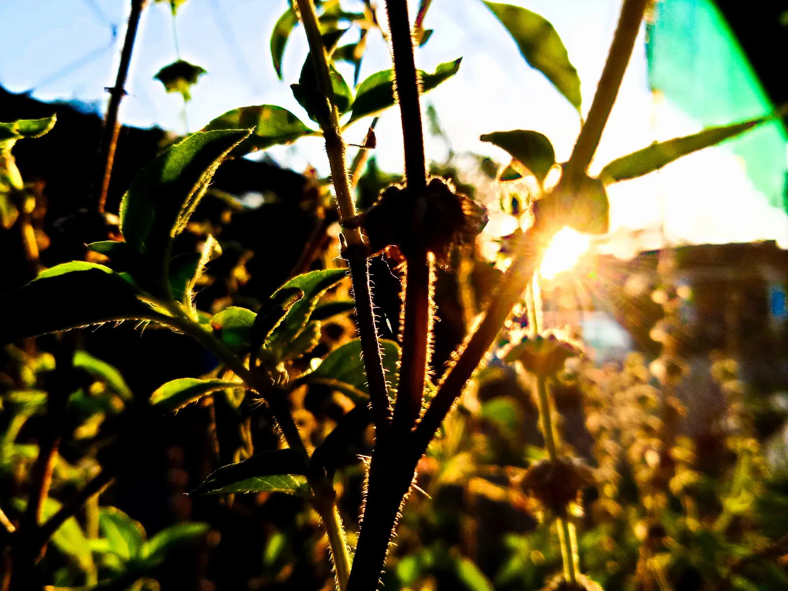 Lemon Basil (Ocimum X Citriodorum) — with a spread of approximately 10-12 inches; ideal for borders and aromatic gardens, it requires regular, image 52