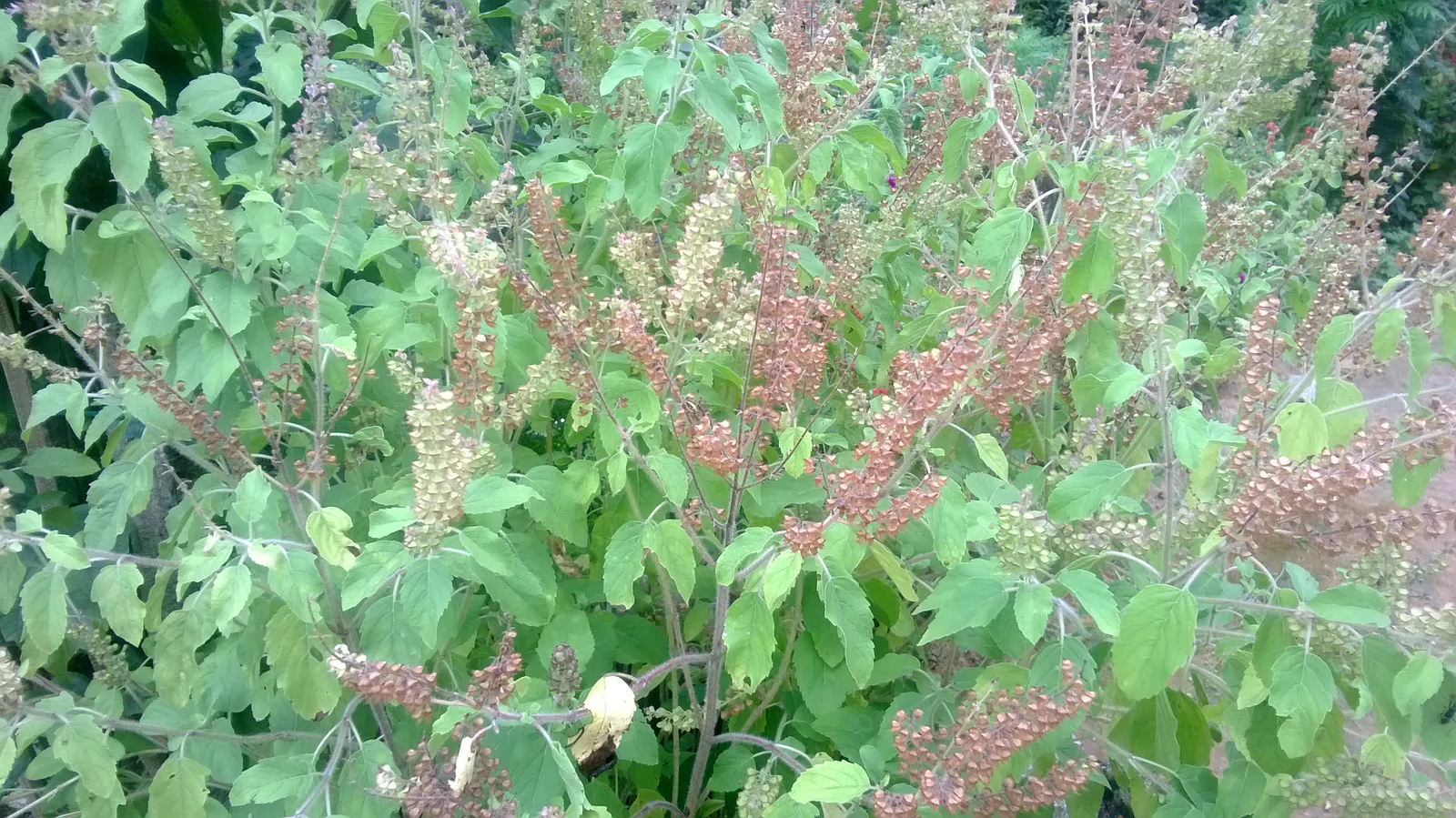 Lemon Basil (Ocimum X Citriodorum) — enhancing the ecological balance of the garden, image 39