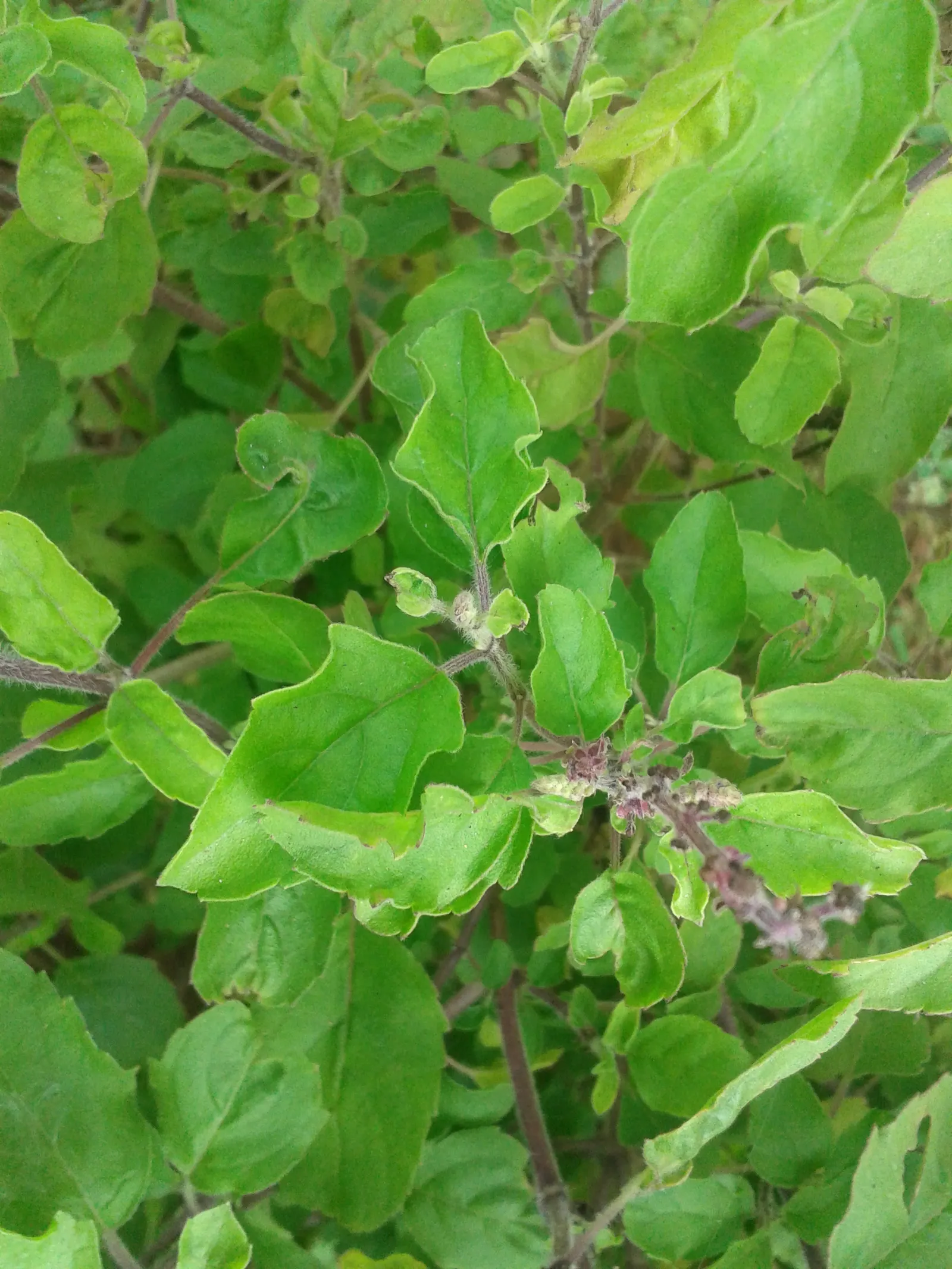 Lemon Basil (Ocimum X Citriodorum) — Perfect for adding a citrus flavor to dishes and a refreshing aroma to landscapes; which makes it suitable for, image 89