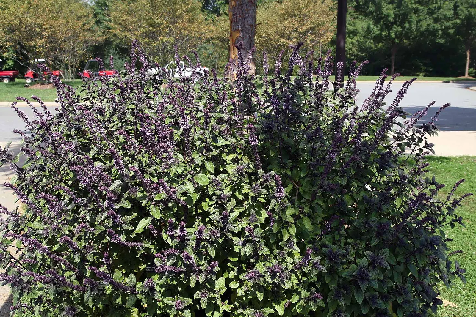 Lemon Basil (Ocimum X Citriodorum) — This hybrid basil variety is characterized by its light green; enhancing the ecological balance of the garden, image 48