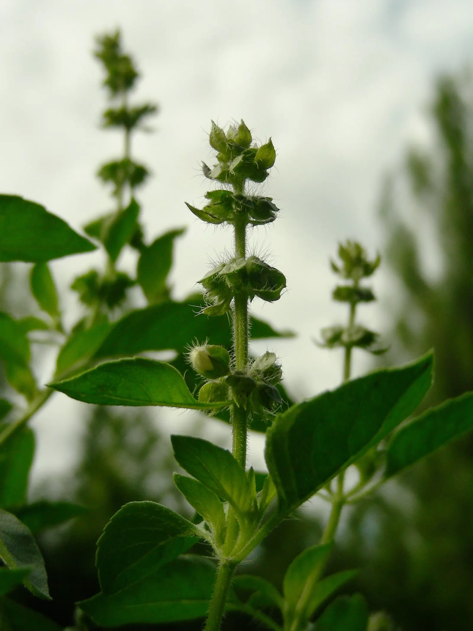 Lemon Basil (Ocimum X Citriodorum) — Lemon Basil (Ocimum x citriodorum) is a fragrant culinary herb featuring narrow leaves and a zesty lemon, image 85