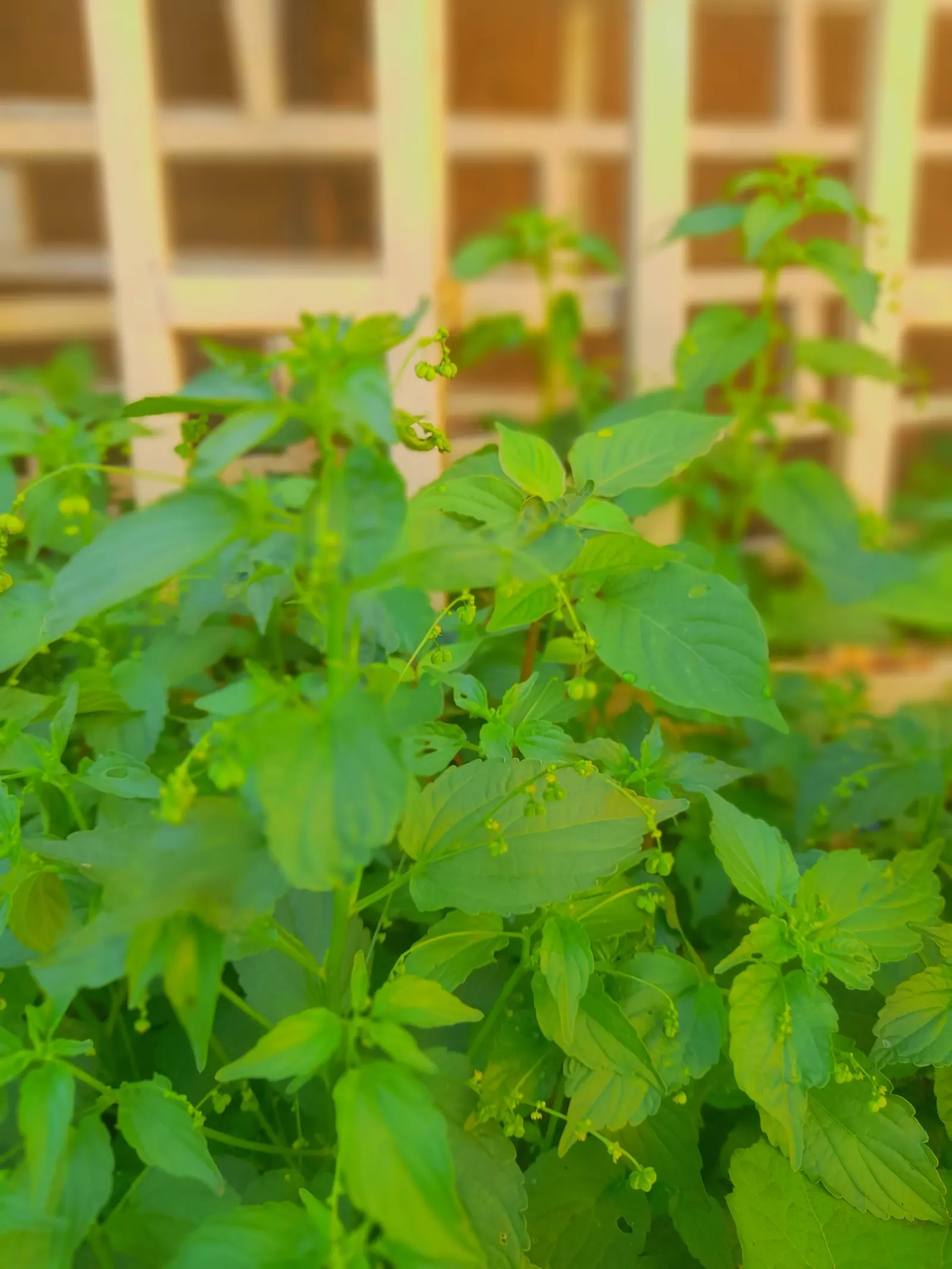 Lemon Basil (Ocimum X Citriodorum) — herb for full; enhancing the ecological balance of the garden, image 84