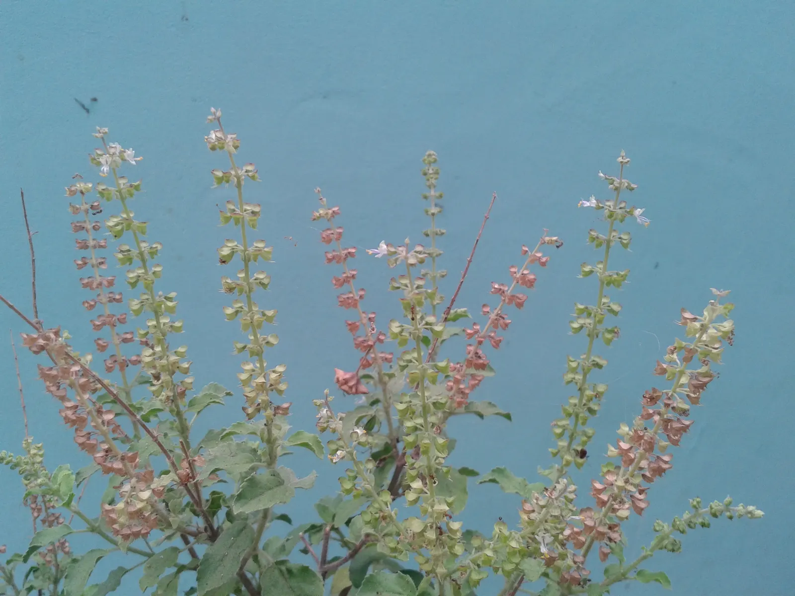 Lemon Basil (Ocimum X Citriodorum) — herb with red blooms