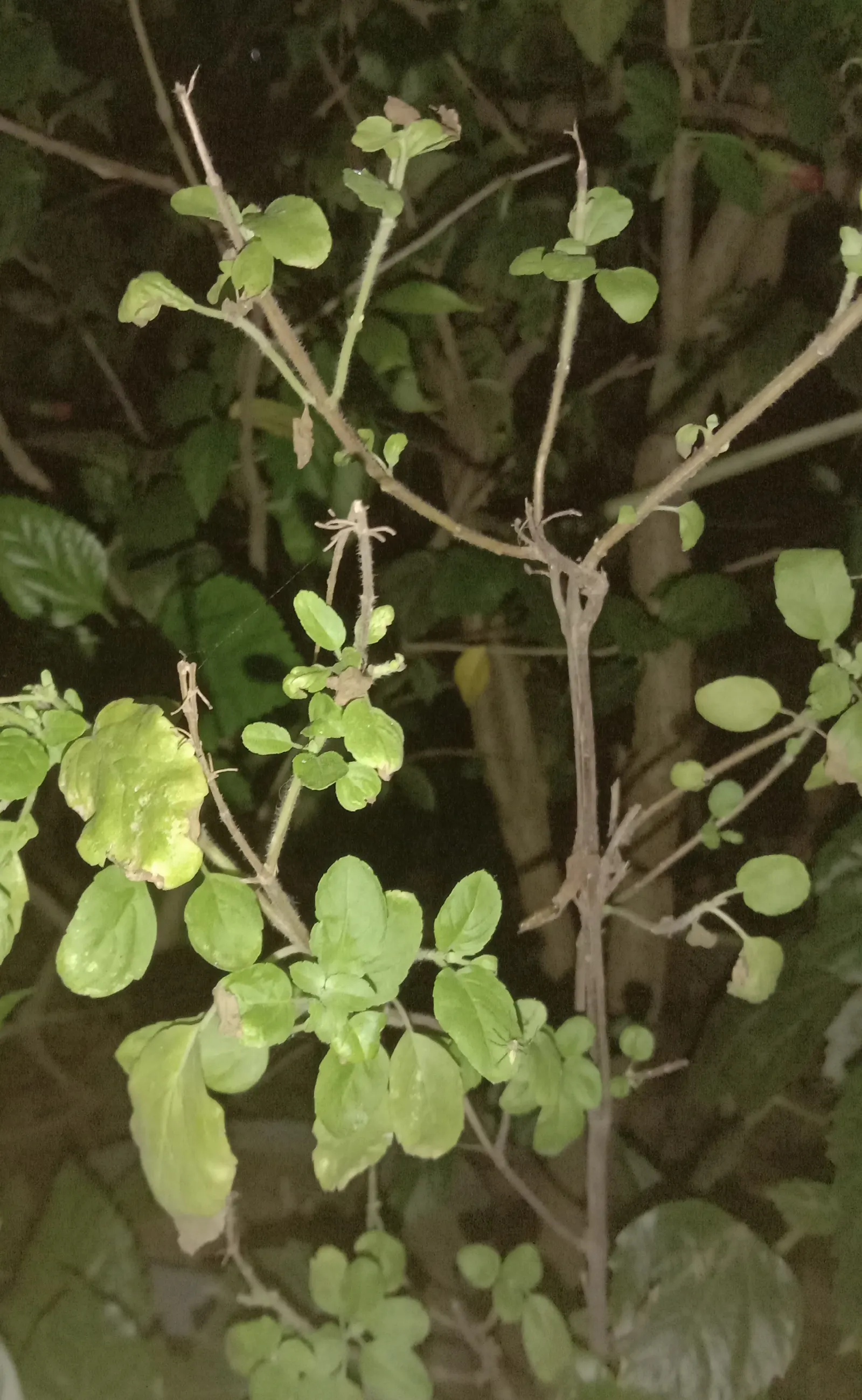 Lemon Basil (Ocimum X Citriodorum) — enhancing the ecological balance of the garden, image 81