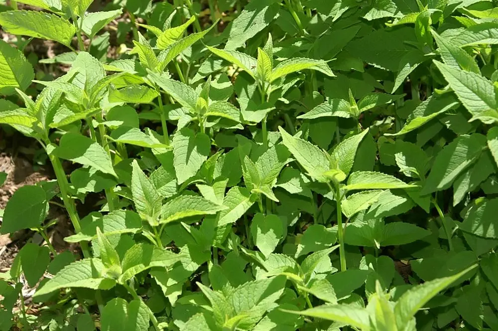 Lemon Basil (Ocimum X Citriodorum) — Its growth habit is relatively compact and bushy; enhancing the ecological balance of the garden