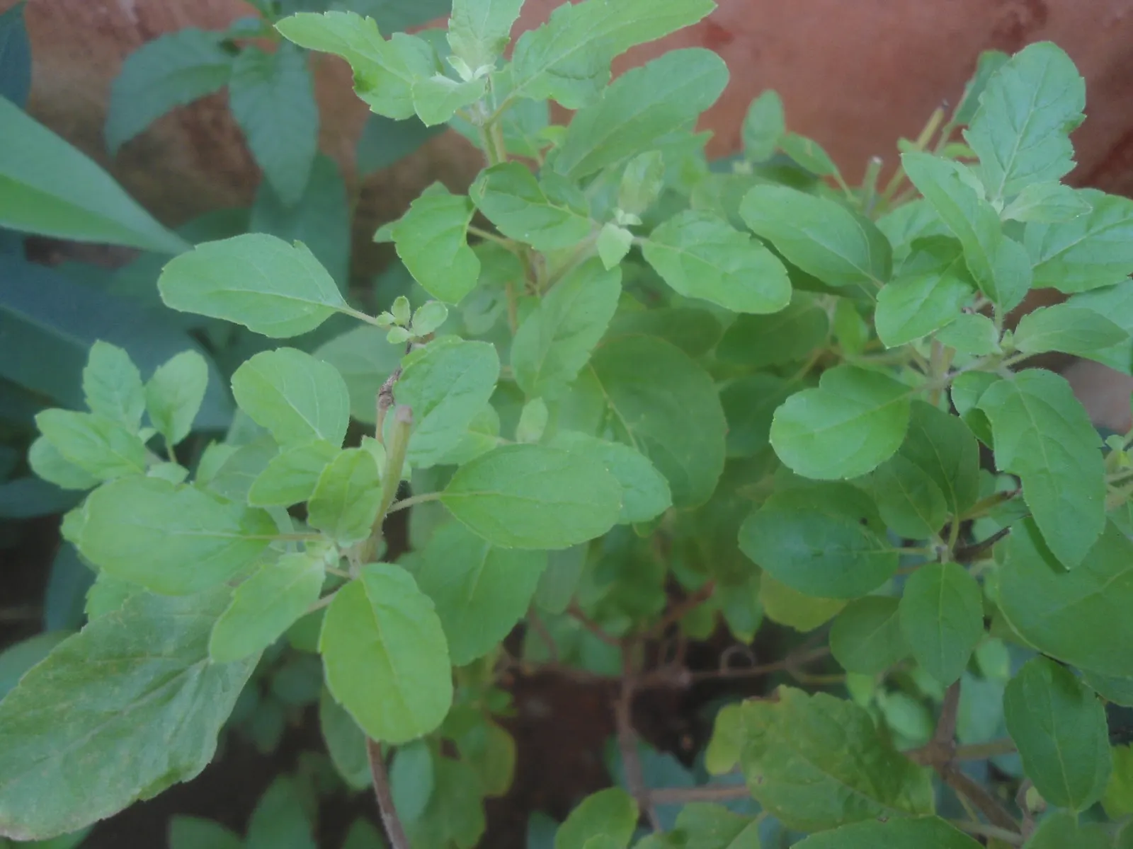 Lemon Basil (Ocimum X Citriodorum) — but it's sensitive to frost; which makes it suitable for both garden beds and container, image 80