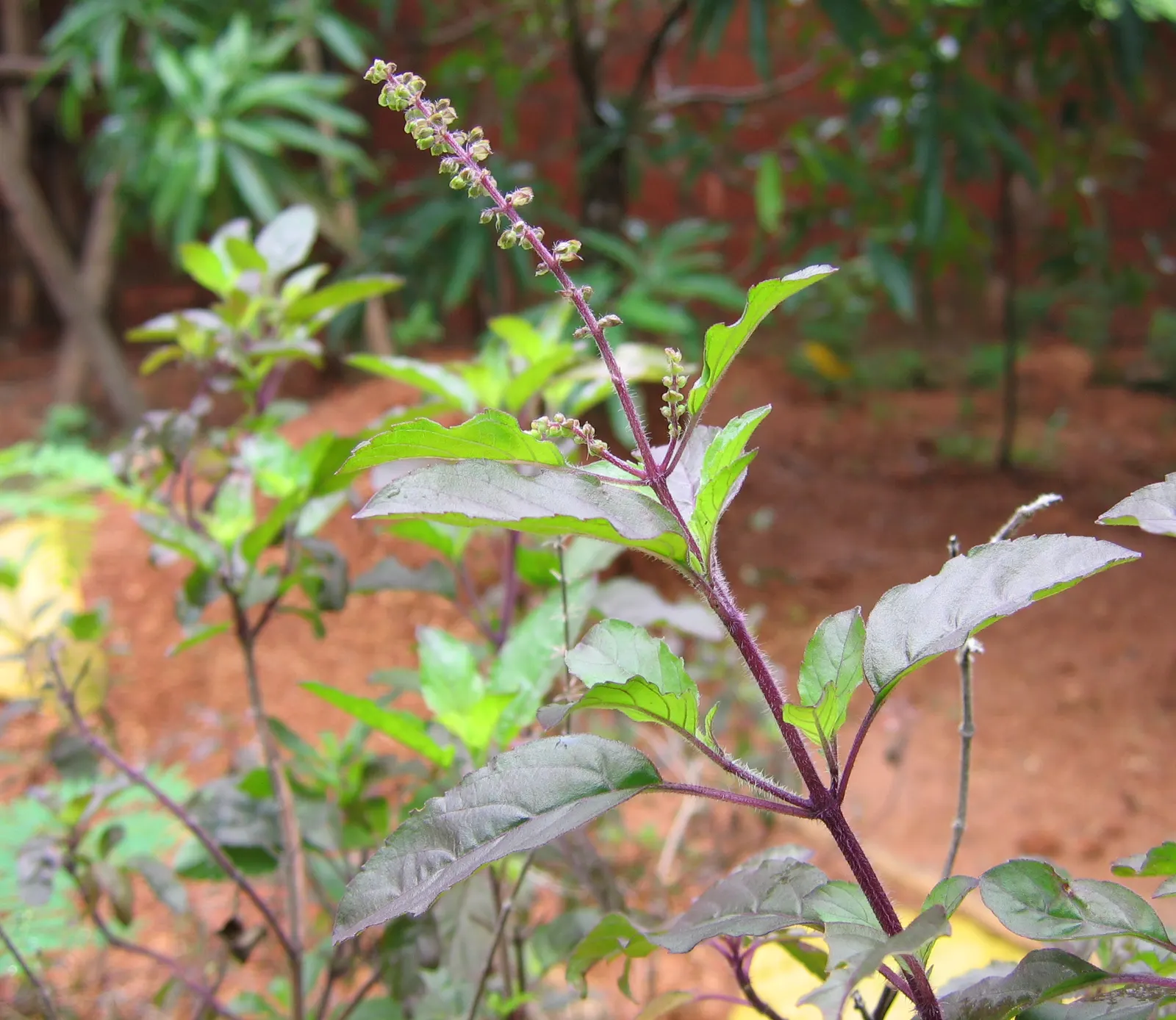 Lemon Basil (Ocimum X Citriodorum) — red flowers in the garden; ideal for borders and aromatic gardens, it requires regular watering and occasional