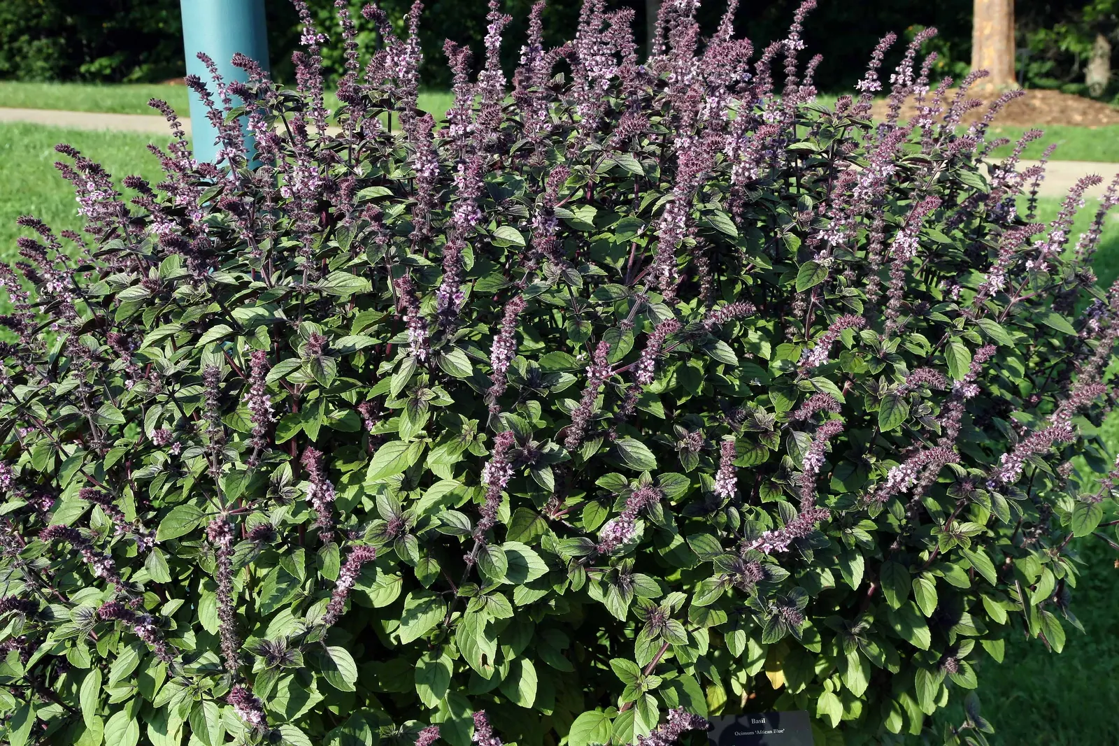 Lemon Basil (Ocimum X Citriodorum) — ovate leaves that spread out on stems reaching up to 18-24 inches in height; ideal for borders and aromatic gardens, it