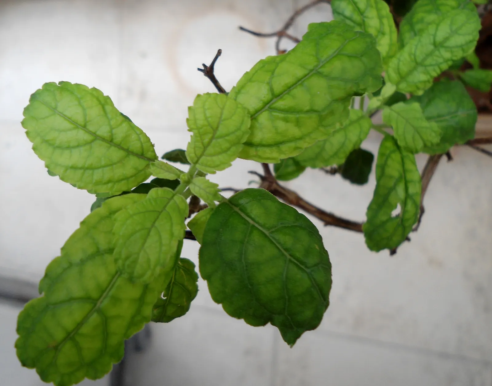 Lemon Basil (Ocimum X Citriodorum) — Perfect for adding a citrus flavor to dishes and a refreshing aroma to landscapes; which makes it suitable for, image 47