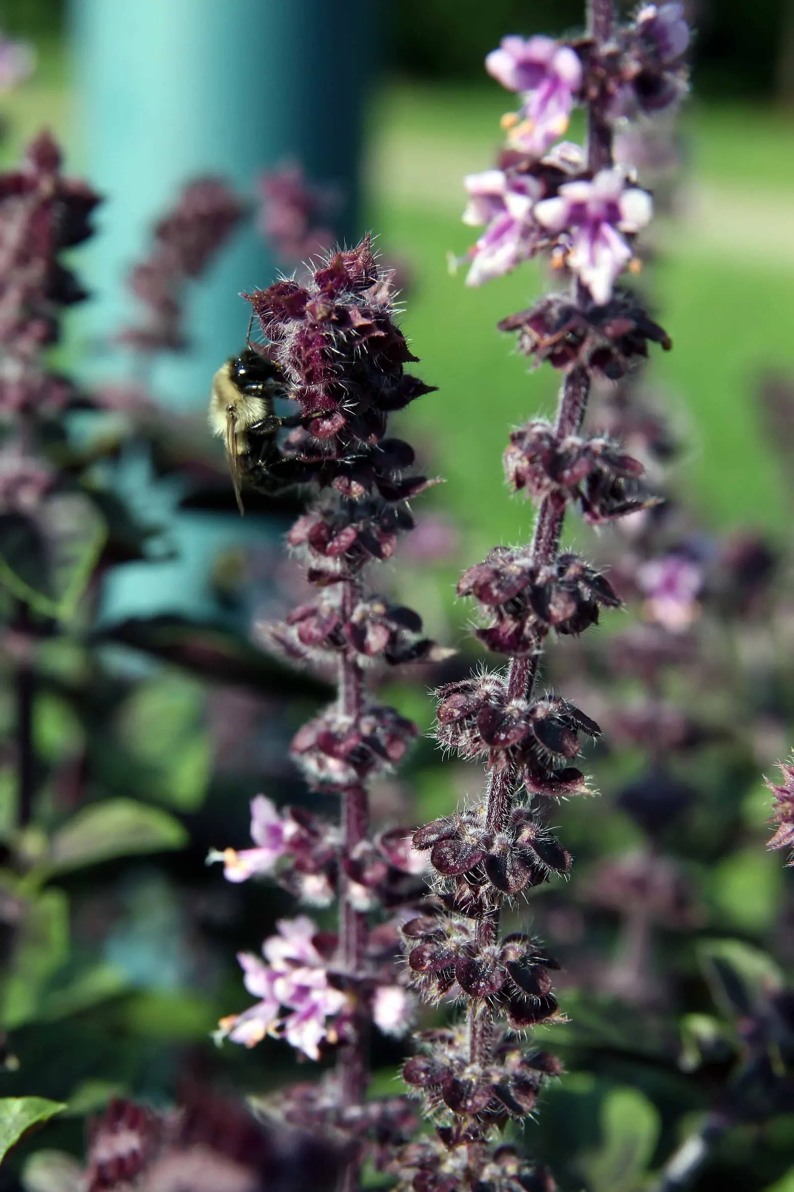Lemon Basil (Ocimum X Citriodorum) — red flowers in the garden
