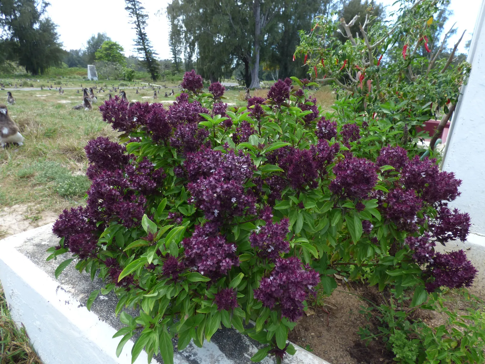 Lemon Basil (Ocimum X Citriodorum) — Lemon Basil (Ocimum x citriodorum) is a fragrant culinary herb featuring narrow leaves and a zesty lemon, image 64