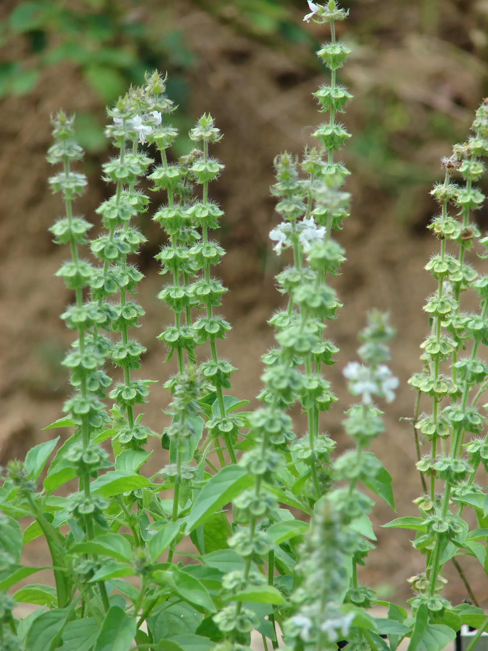 Lemon Basil (Ocimum X Citriodorum) — providing not only a sensory pleasure but also a striking visual contrast when planted among darker foliage; which makes