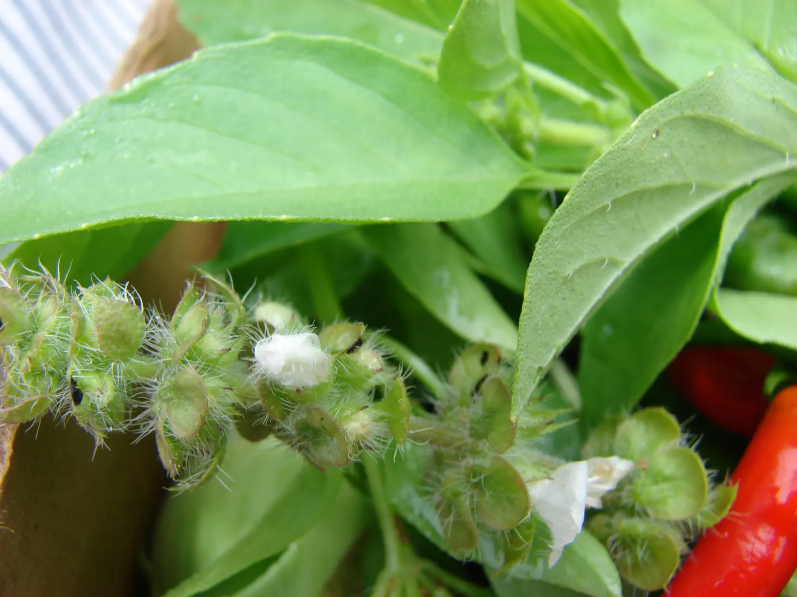 Lemon Basil (Ocimum X Citriodorum) — This hybrid basil variety is characterized by its light green; enhancing the ecological balance of the garden, image 90