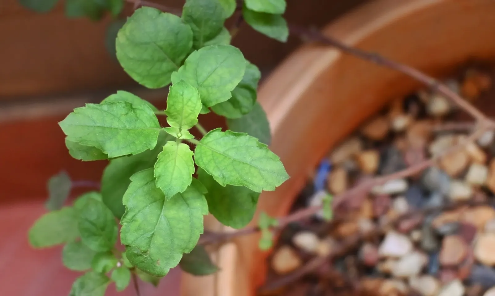 Lemon Basil (Ocimum X Citriodorum) — ovate leaves that spread out on stems reaching up to 18-24 inches in height
