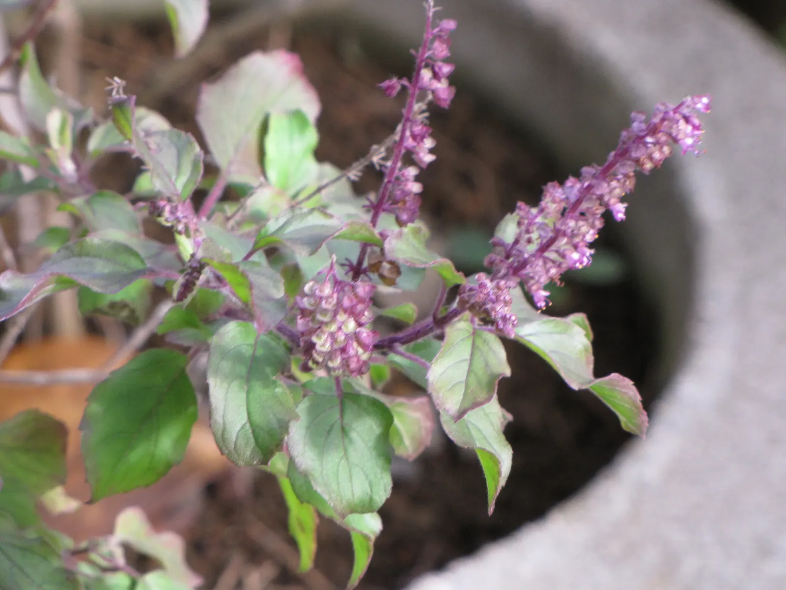 Lemon Basil (Ocimum X Citriodorum) — Regular watering is essential, but be careful to avoid waterlogged conditions; enhancing the ecological, image 57