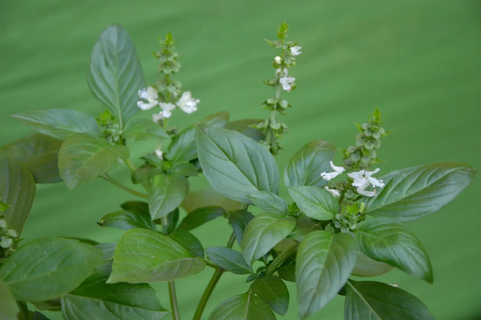 Lemon Basil (Ocimum X Citriodorum) — This hybrid reaches up to 18-24 inches tall and spreads 12-16 inches wide; which makes it suitable for both garden beds