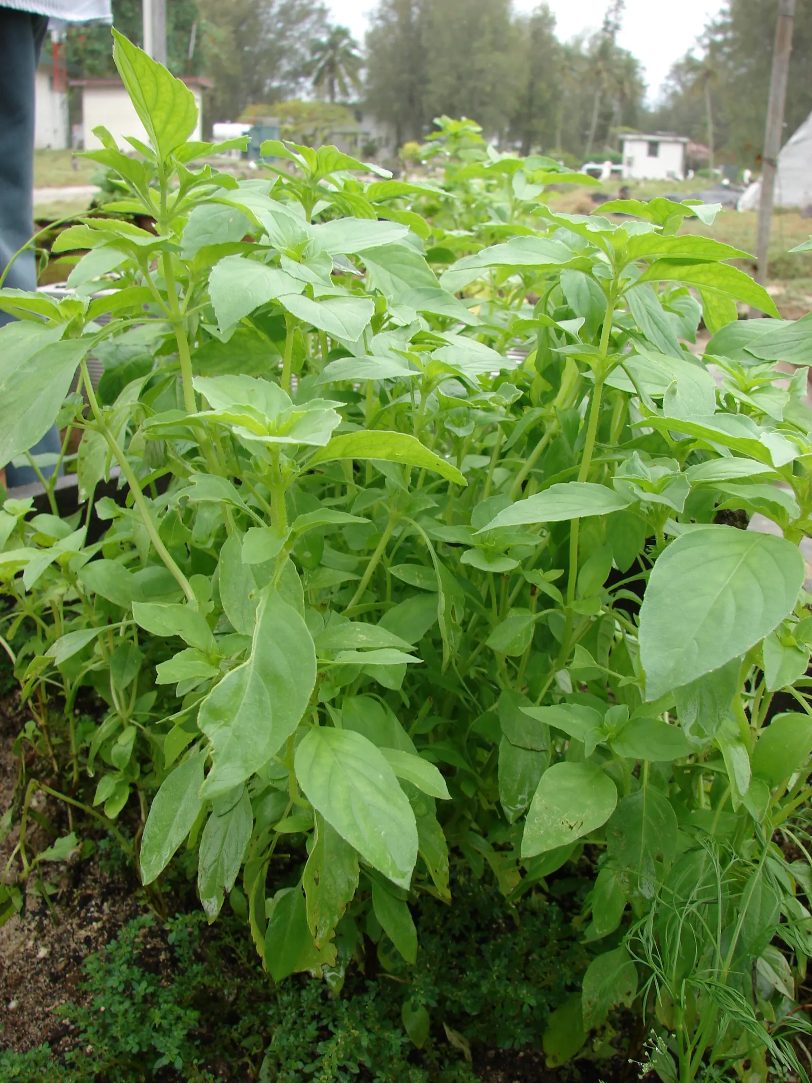 Lemon Basil (Ocimum X Citriodorum) — Thriving in full sun with well-drained soil, it produces small white flowers in summer