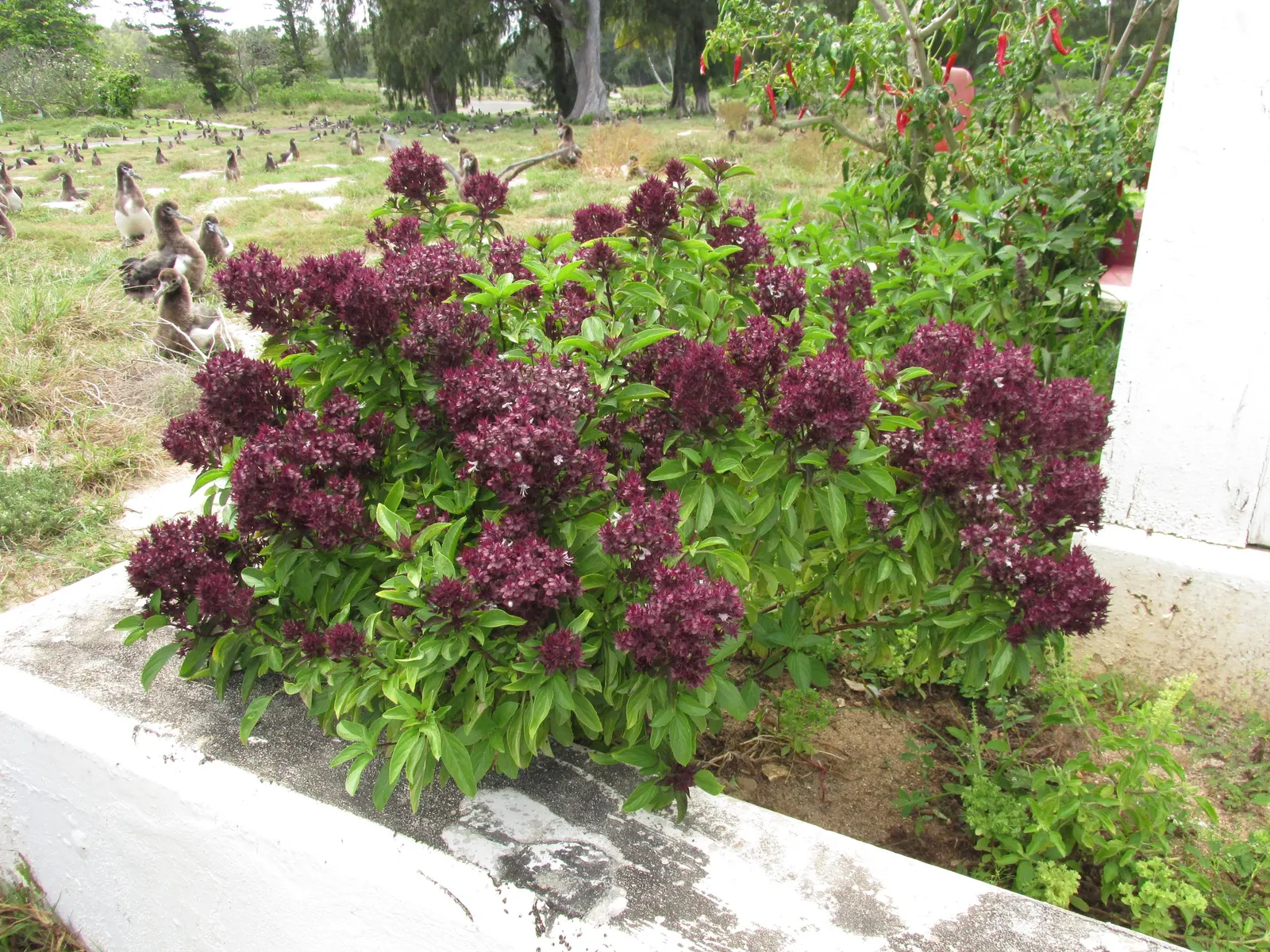 Lemon Basil (Ocimum X Citriodorum) — red flowers in the garden; ideal for borders and aromatic gardens, it requires regular watering and occasional, image 82