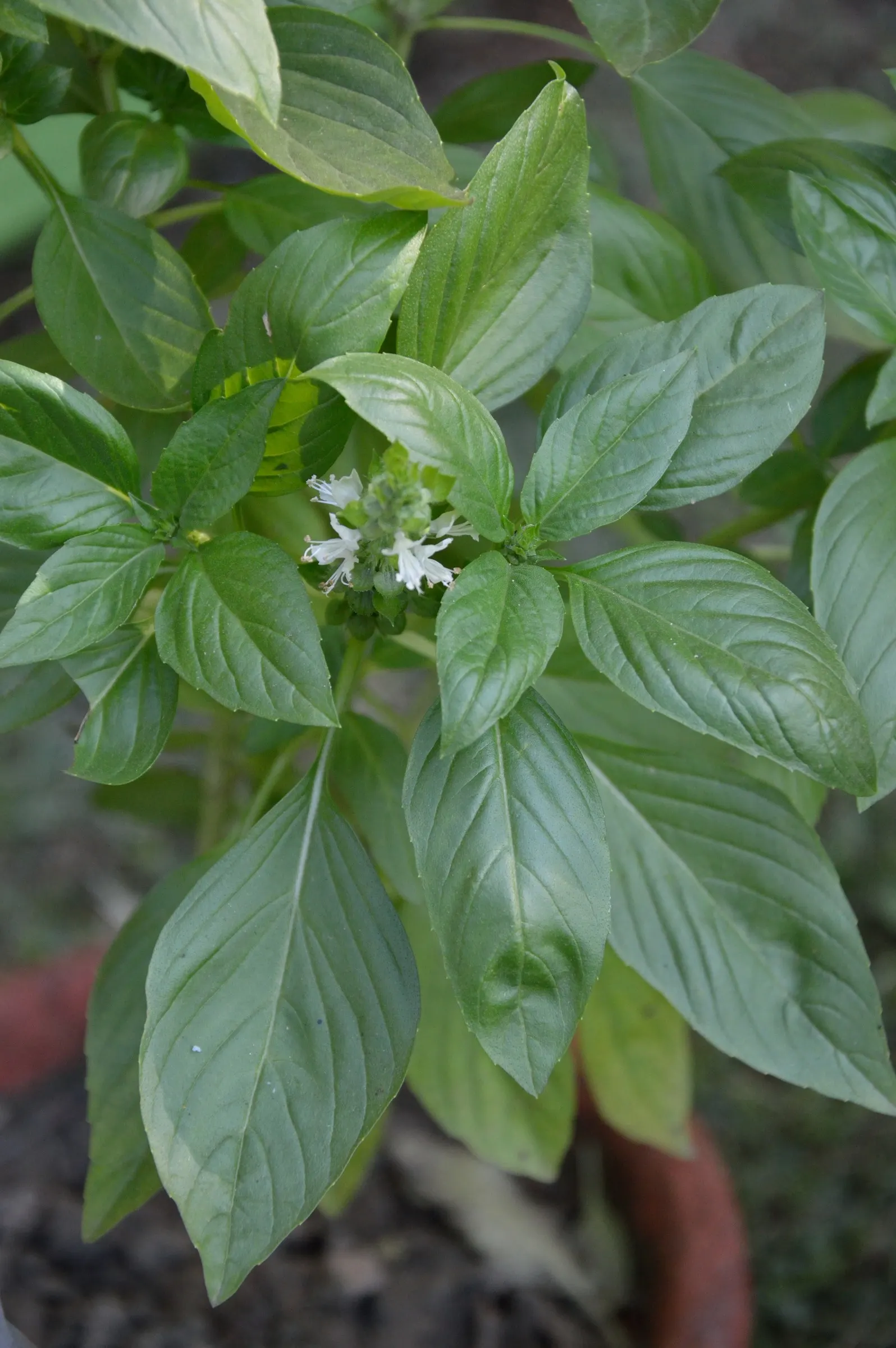 Lemon Basil (Ocimum X Citriodorum) — but it's sensitive to frost