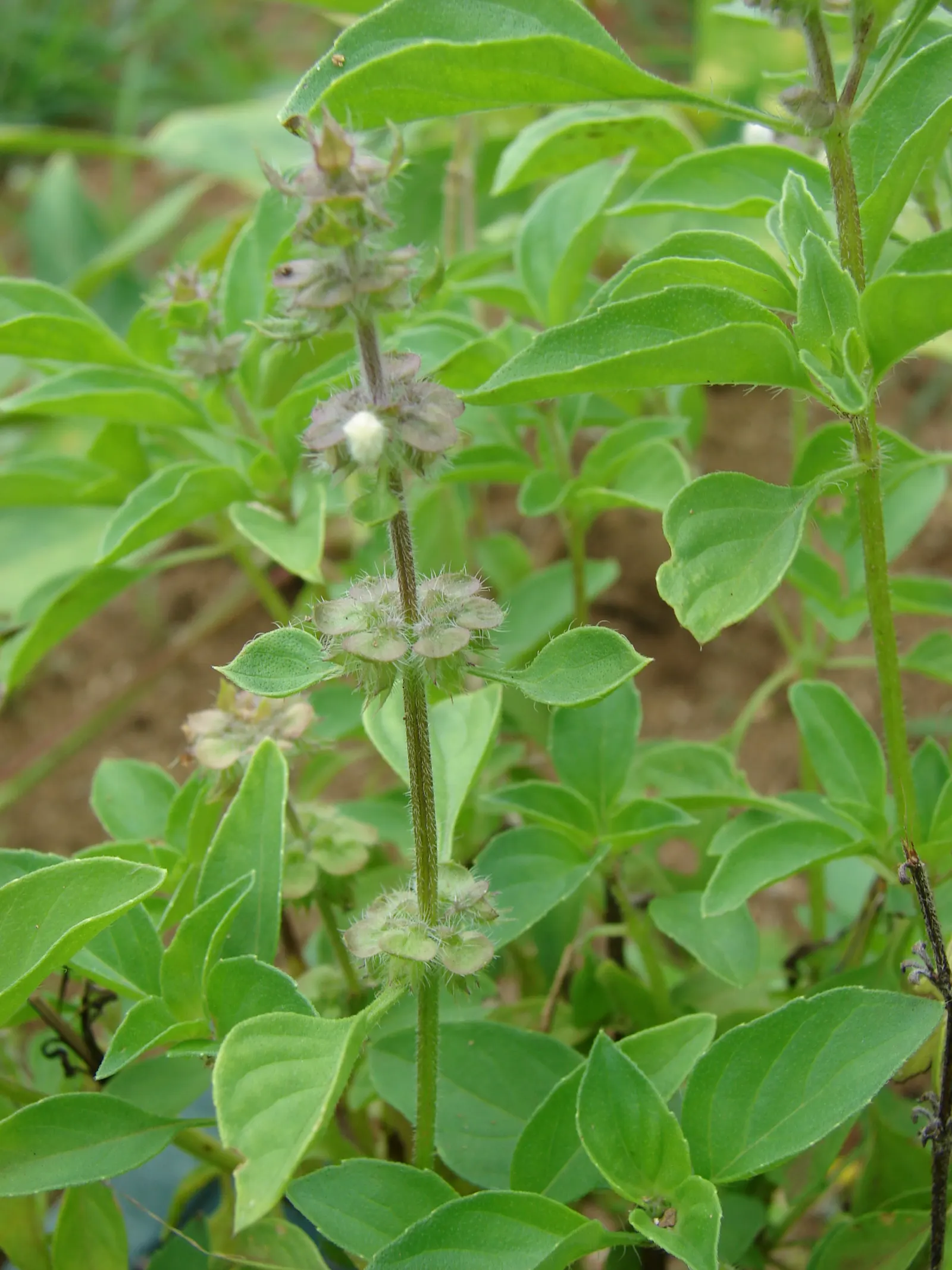 Lemon Basil (Ocimum X Citriodorum) — enhancing the ecological balance of the garden, image 60