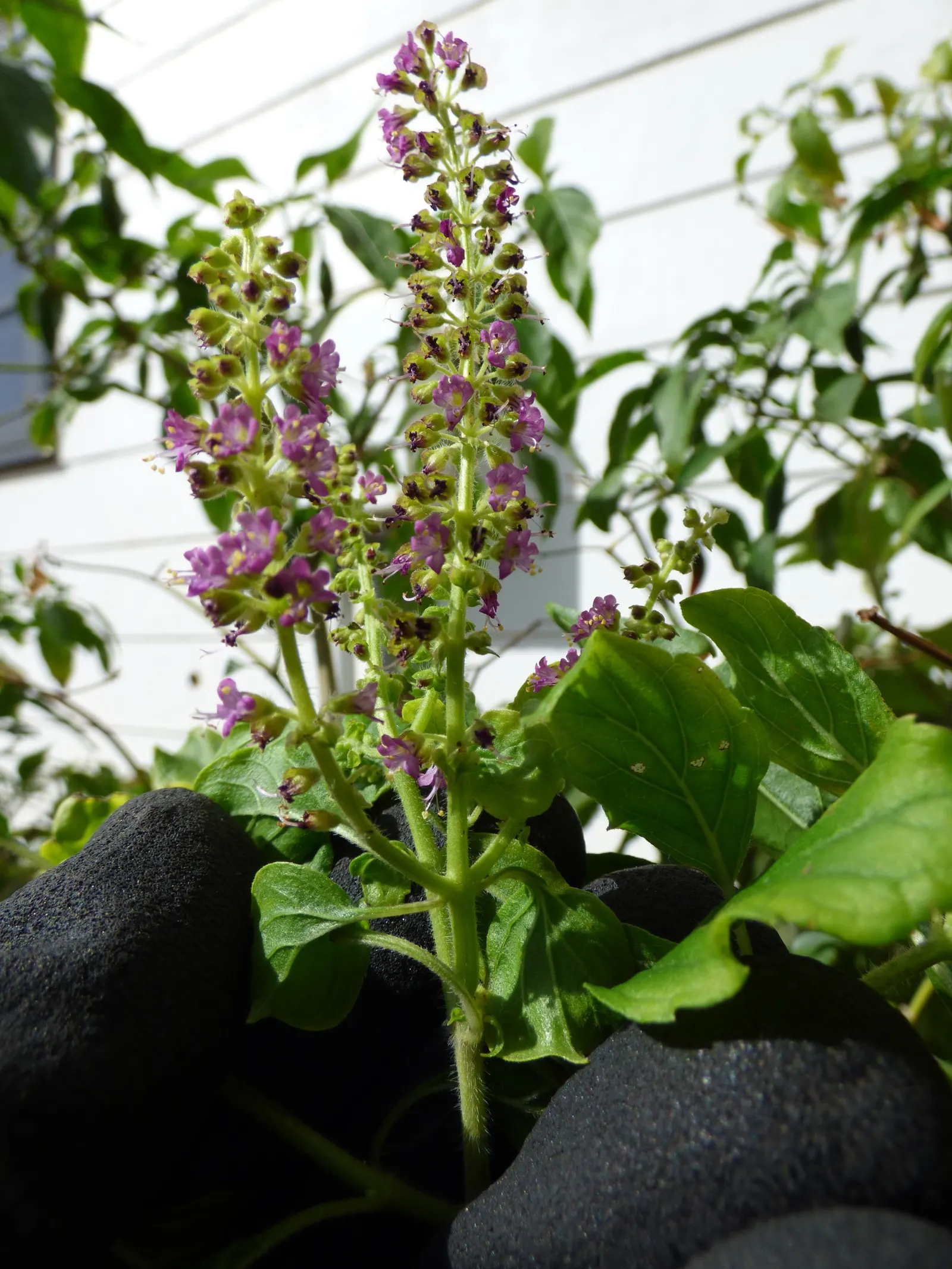Lemon Basil (Ocimum X Citriodorum) — It prefers full sun exposure and requires well-drained soil to thrive; which makes it suitable for both garden beds and