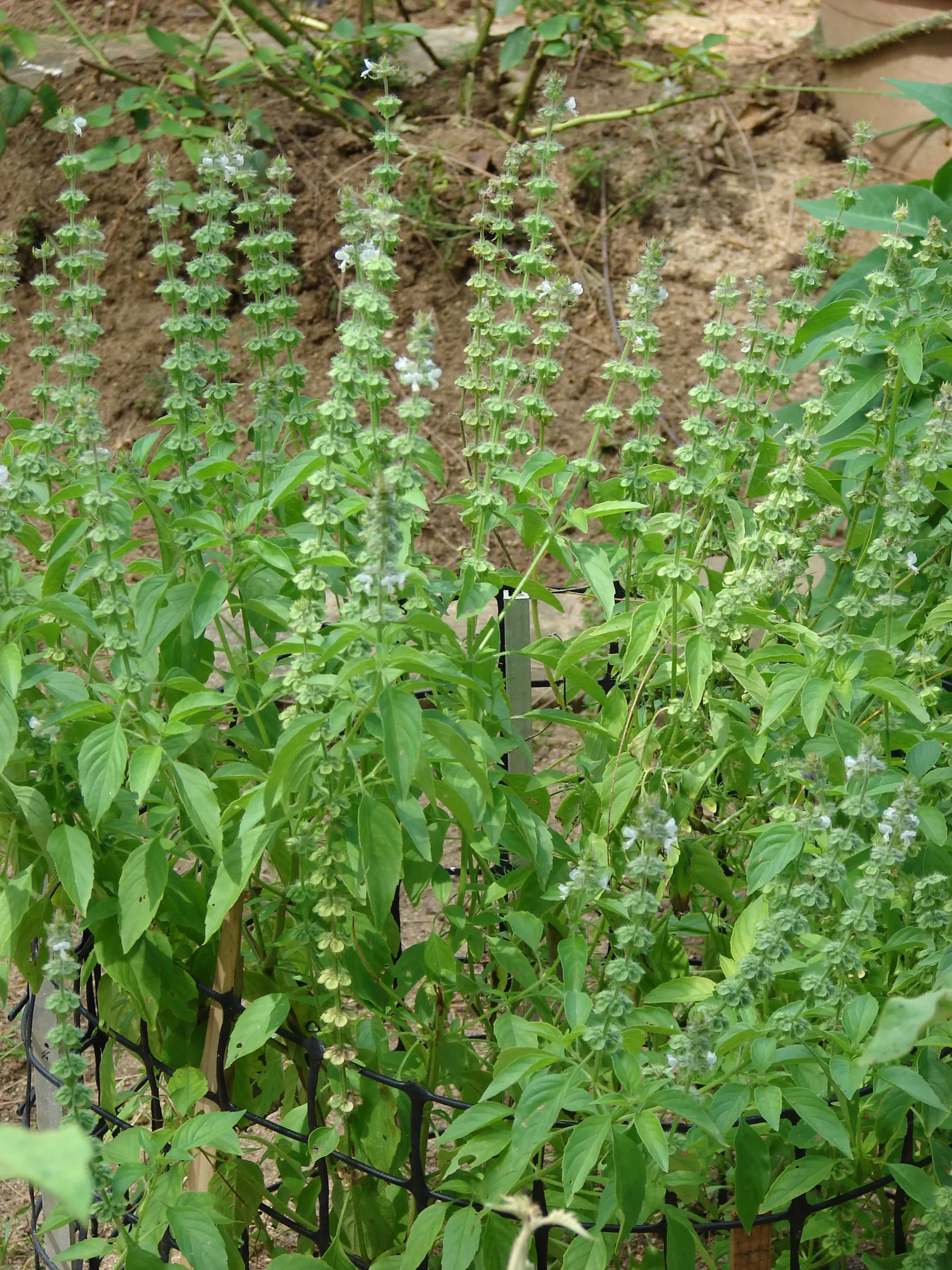 Lemon Basil (Ocimum X Citriodorum) — Lemon Basil produces small white to pale pink flowers on spikes; enhancing the ecological balance of the garden