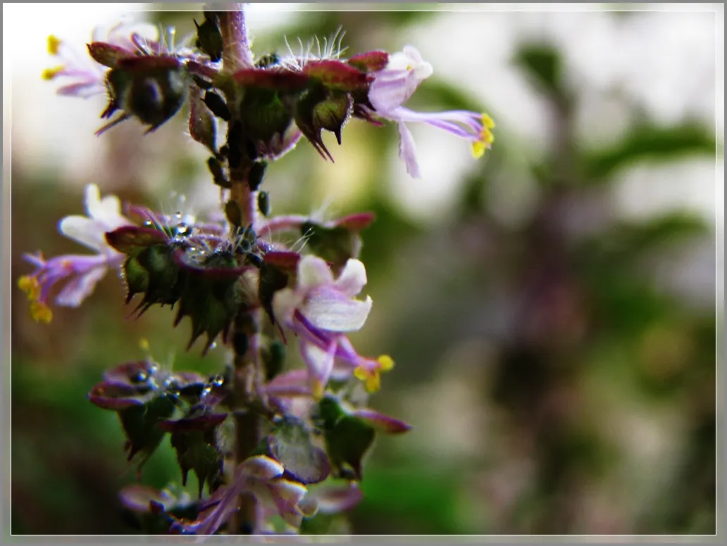 Lemon Basil (Ocimum X Citriodorum) — This hybrid basil variety is characterized by its light green