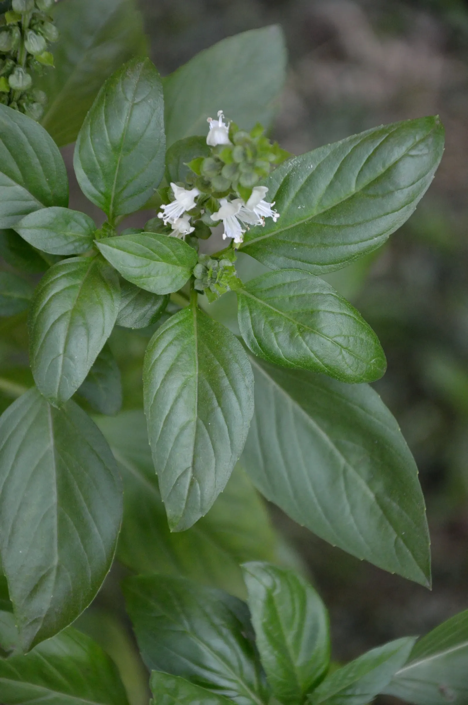 Lemon Basil (Ocimum X Citriodorum) — with a spread of approximately 10-12 inches