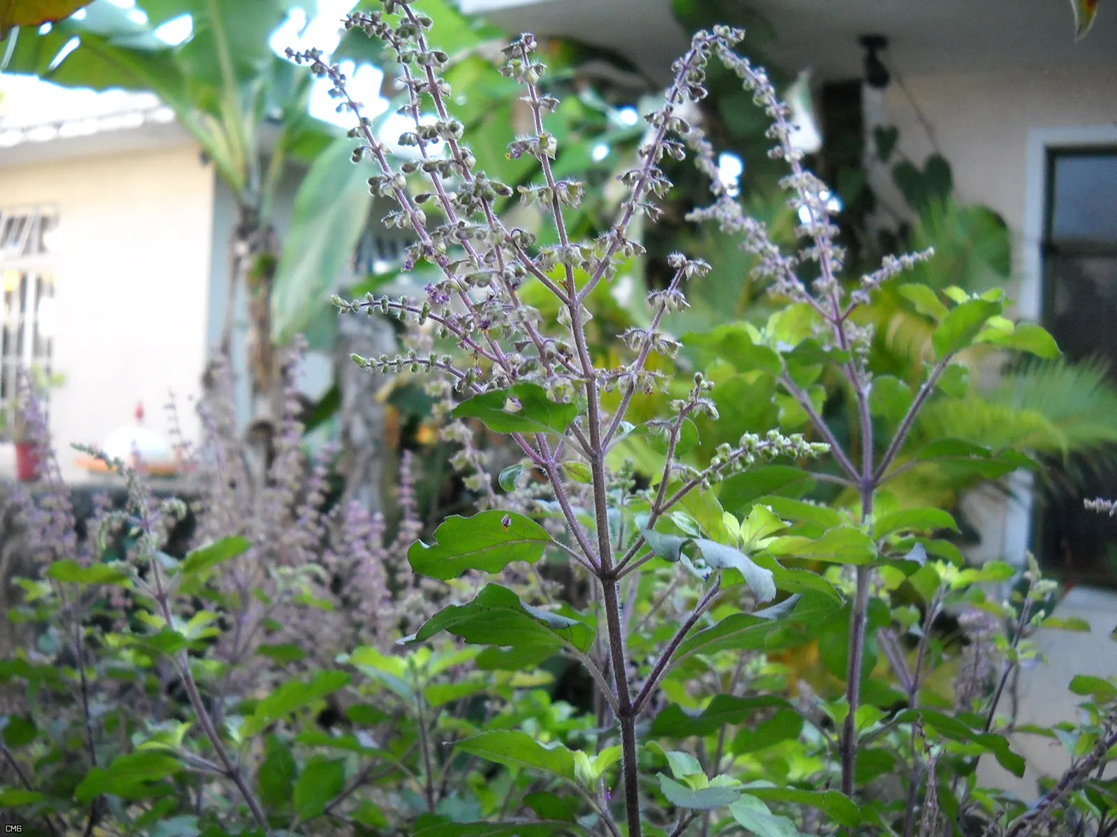 Lemon Basil (Ocimum X Citriodorum) — Its growth habit is relatively compact and bushy; enhancing the ecological balance of the garden, image 93