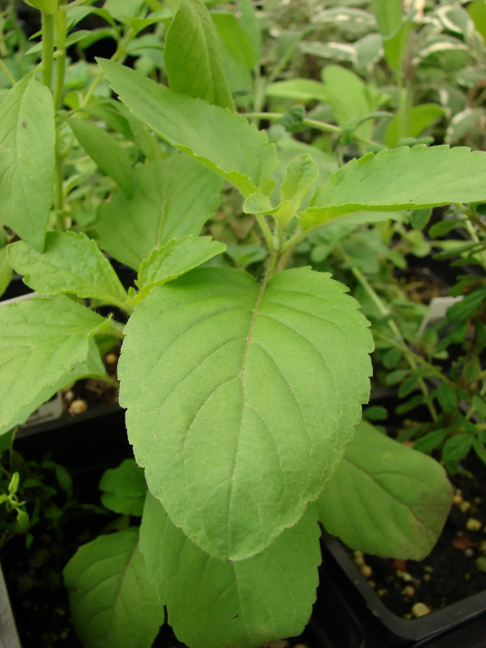 Lemon Basil (Ocimum X Citriodorum) — This hybrid basil variety is characterized by its light green; enhancing the ecological balance of the garden