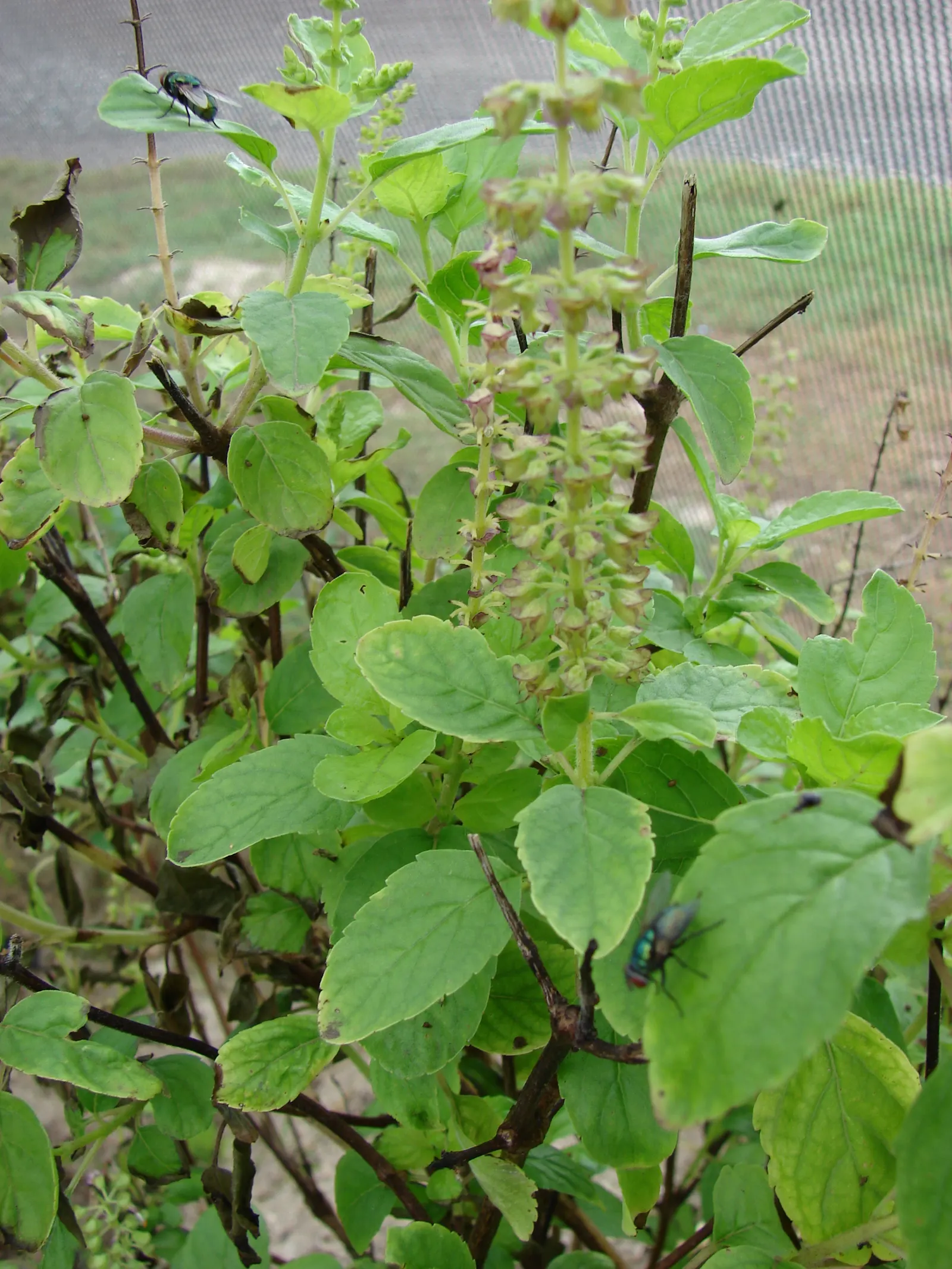Lemon Basil (Ocimum X Citriodorum) — which can be pinched back to encourage a fuller leaf production and extend the harvest period; ideal for, image 97