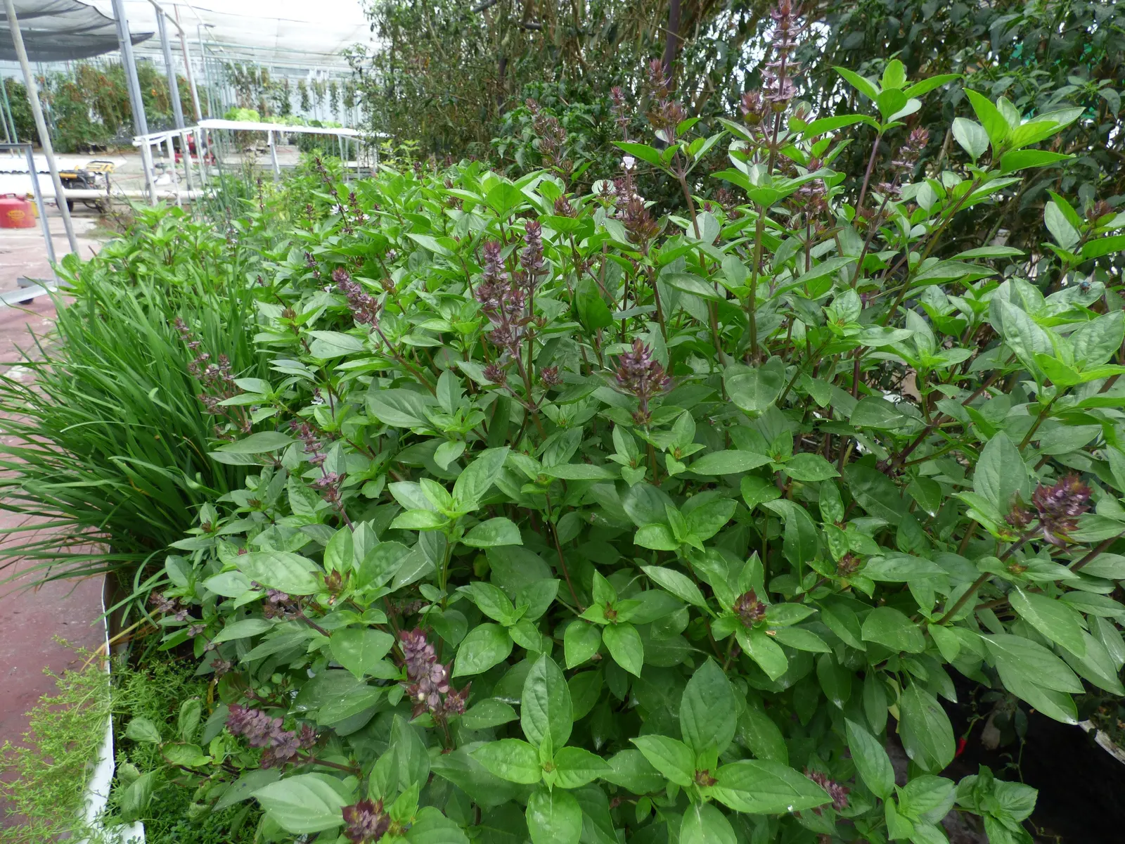 Lemon Basil (Ocimum X Citriodorum) — Gardeners can plant this annual herb in USDA Zones 4 through 10; ideal for borders and aromatic gardens, it, image 58