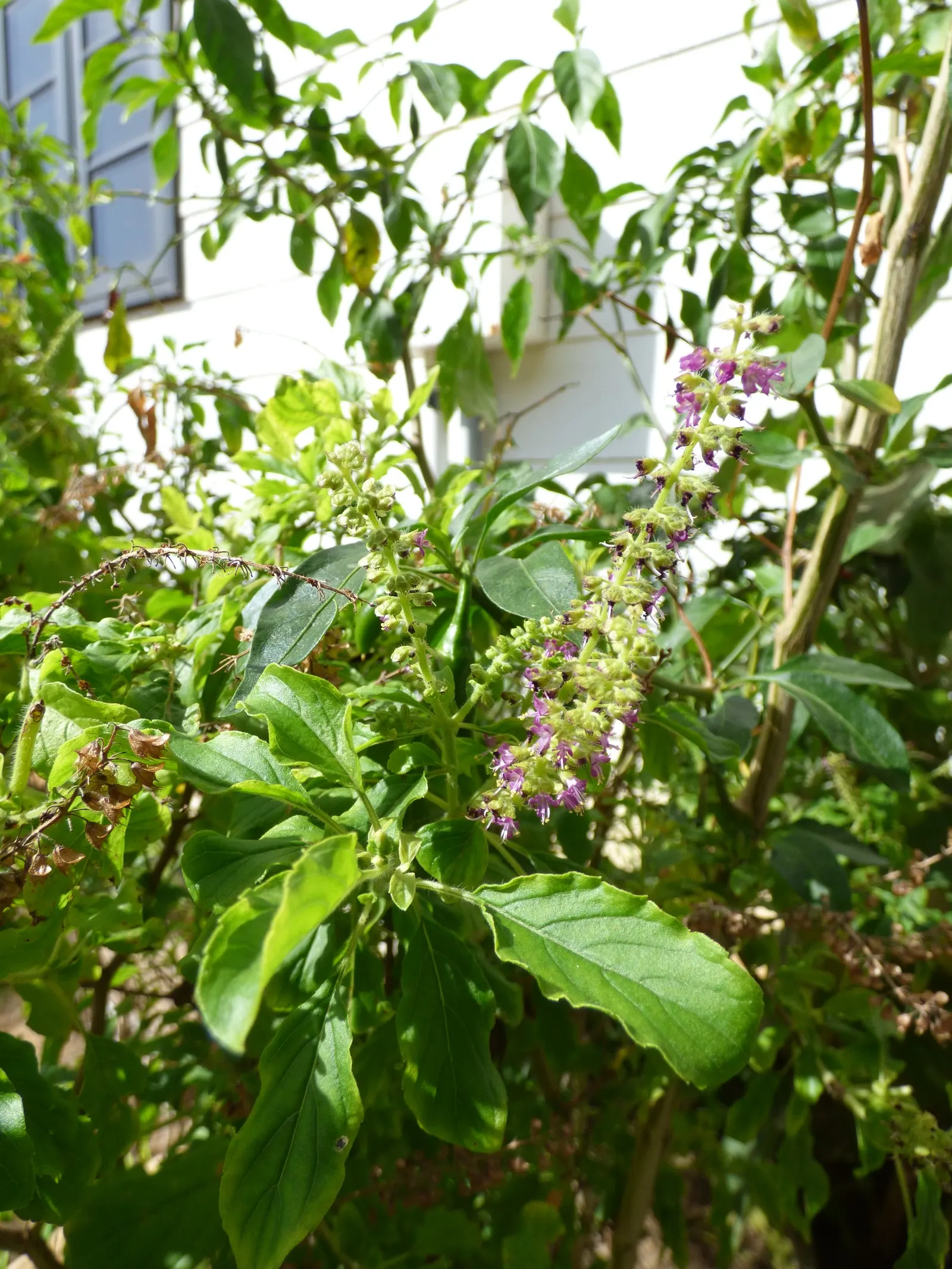 Lemon Basil (Ocimum X Citriodorum) — This hybrid reaches up to 18-24 inches tall and spreads 12-16 inches wide; which makes it suitable for both, image 44