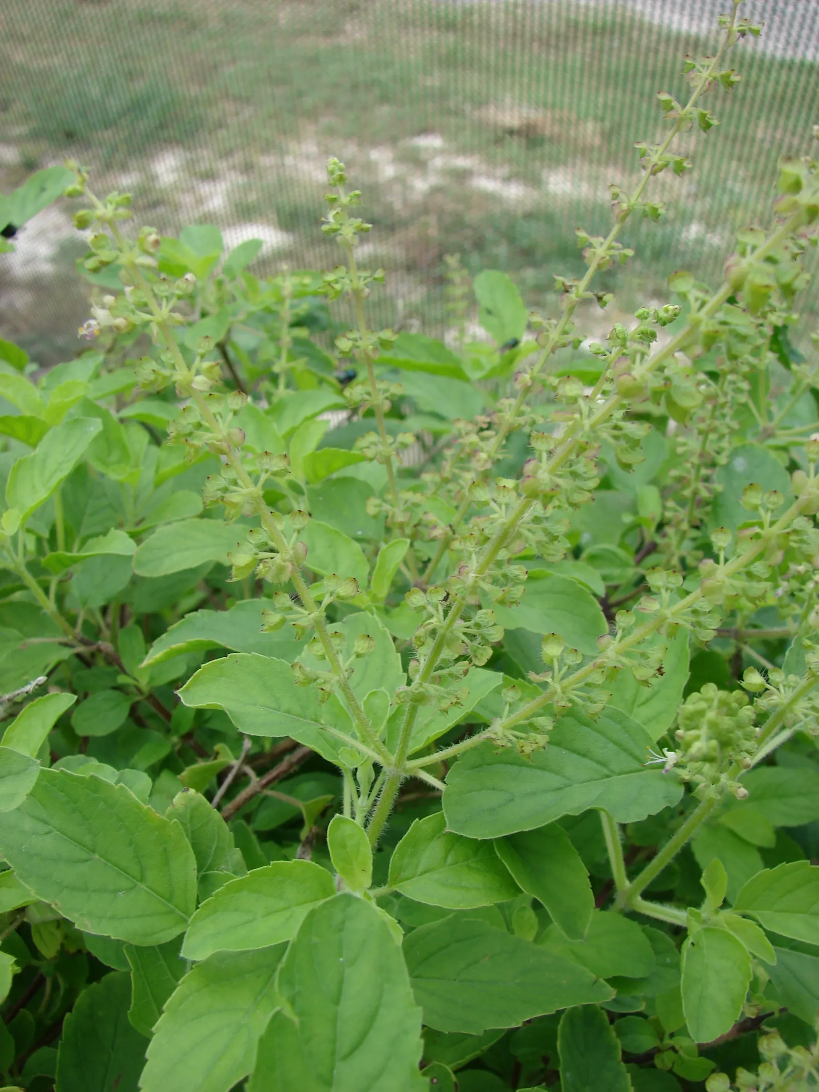 Lemon Basil (Ocimum X Citriodorum) — providing not only a sensory pleasure but also a striking visual contrast when planted among darker foliage, image 50