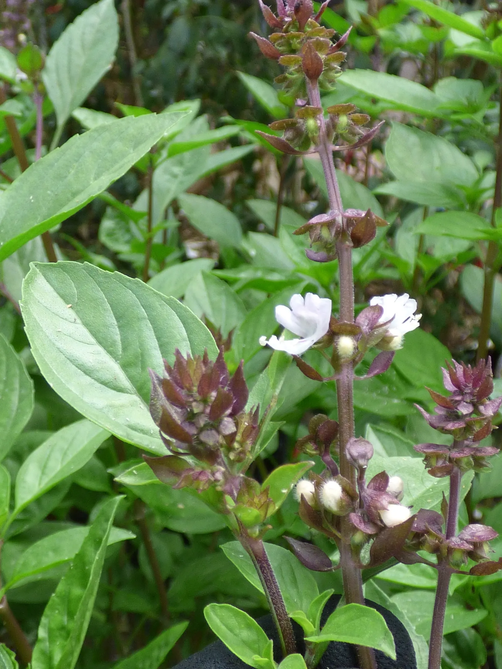Lemon Basil (Ocimum X Citriodorum) — which makes it suitable for both garden beds and container planting.<br><br>Flowering in late summer, image 53