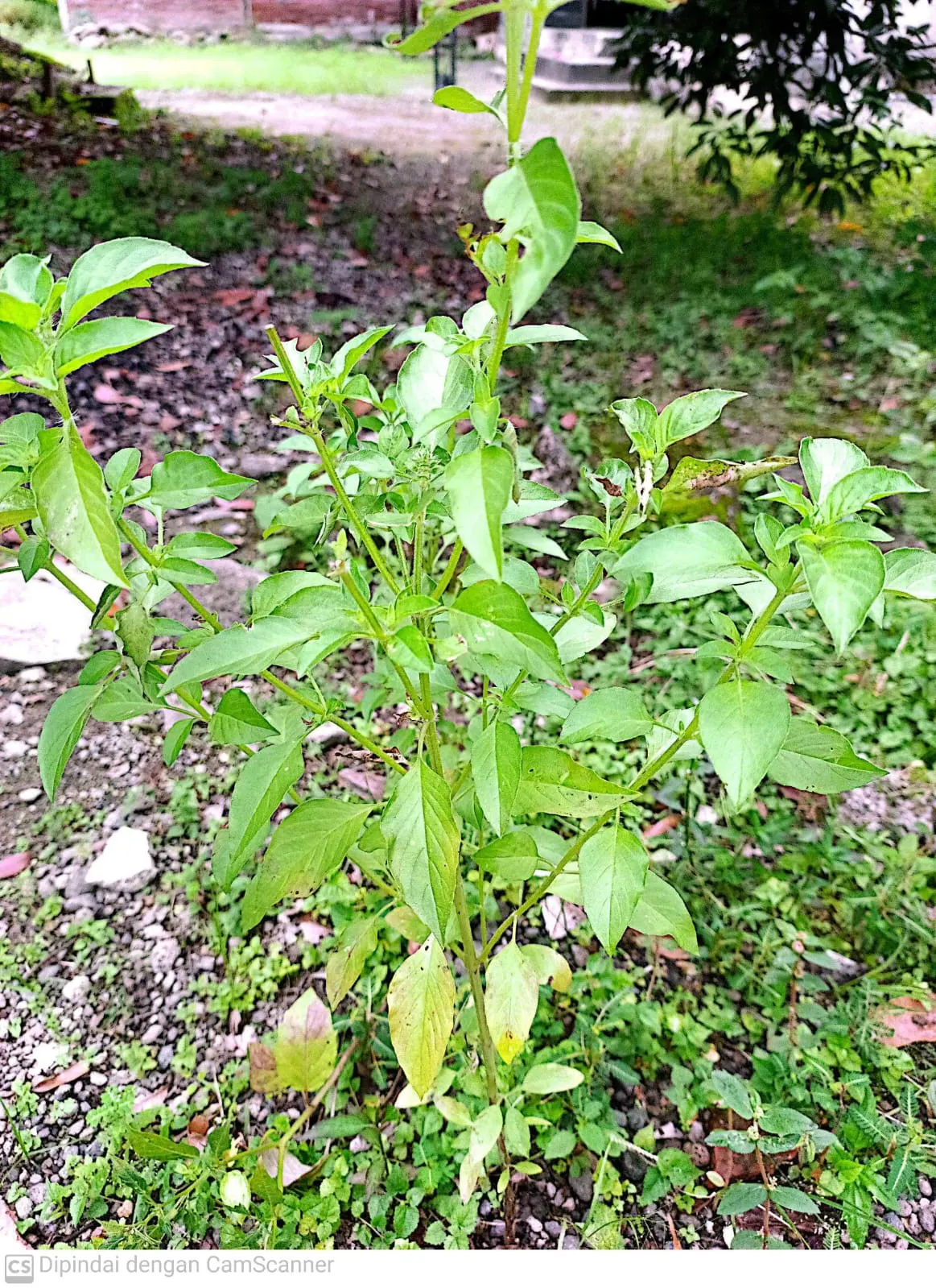 Lemon Basil (Ocimum X Citriodorum) — herb with red blooms; which makes it suitable for both garden beds and container planting.<br><br>Flowering in, image 83
