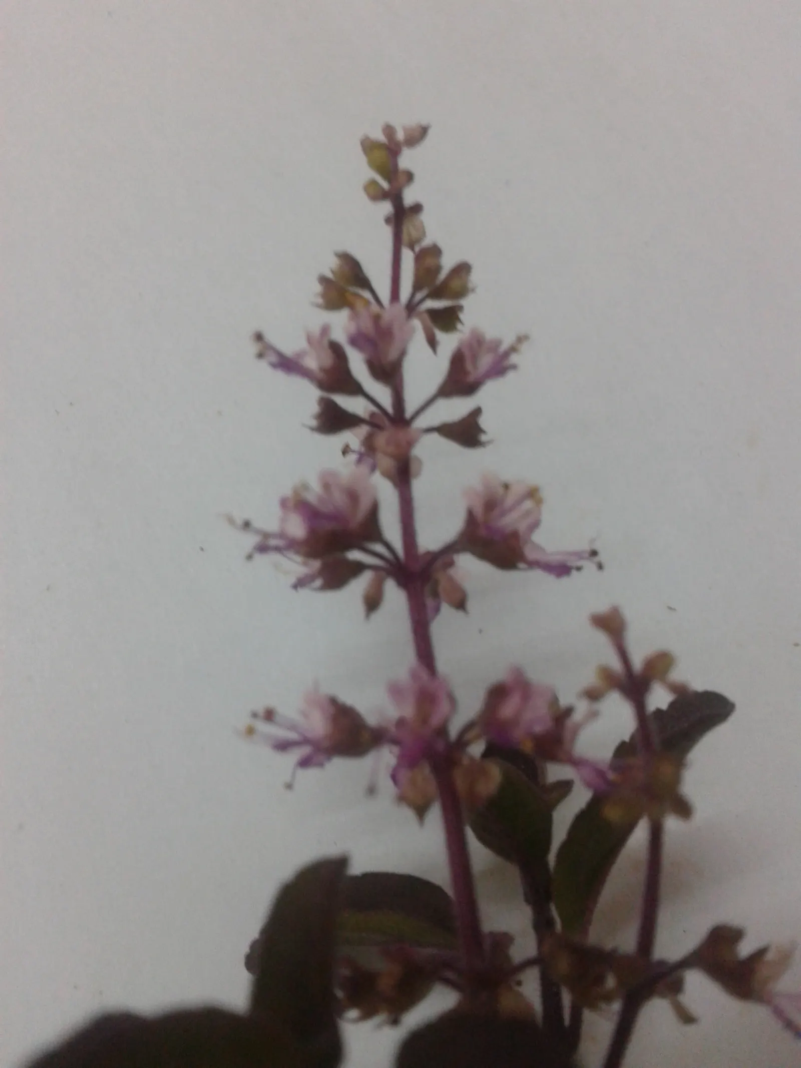 Lemon Basil (Ocimum X Citriodorum) — This hybrid basil variety is characterized by its light green; enhancing the ecological balance of the garden, image 69