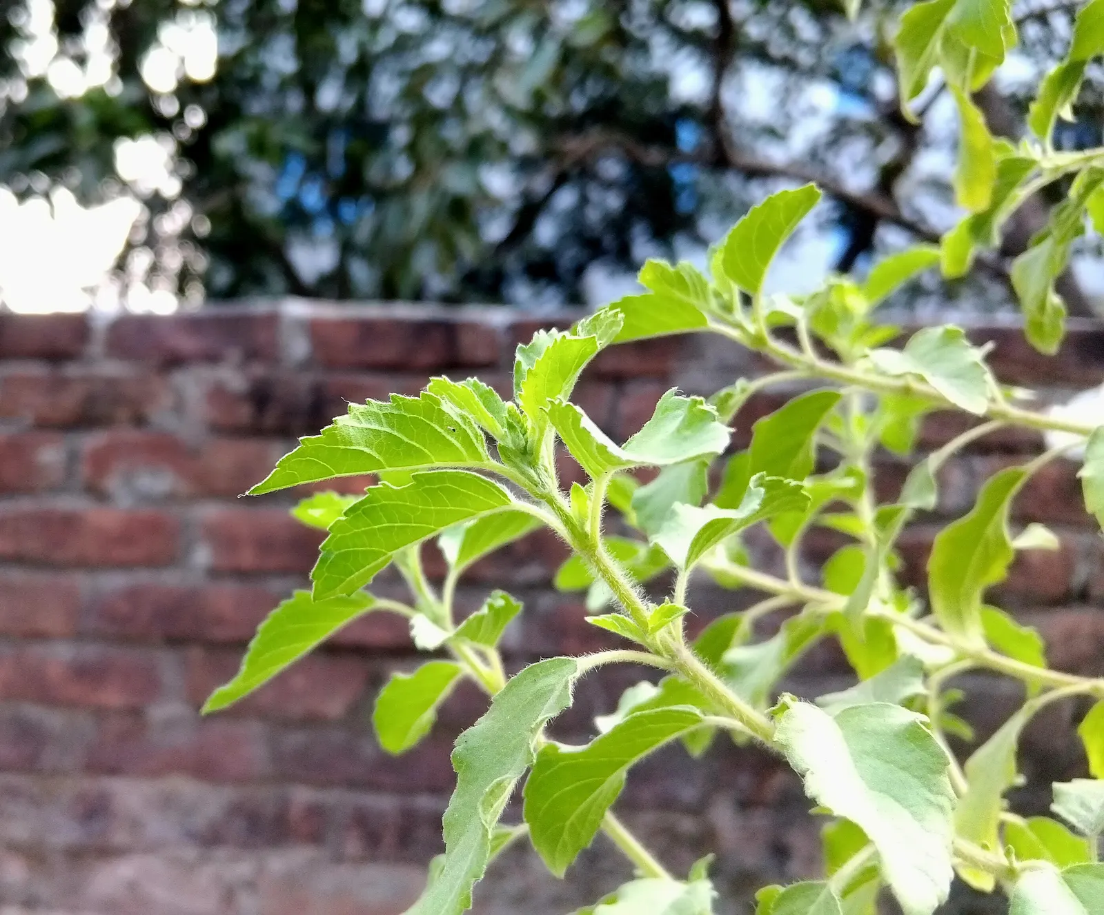 Lemon Basil (Ocimum X Citriodorum) — Its growth habit is relatively compact and bushy; enhancing the ecological balance of the garden, image 51