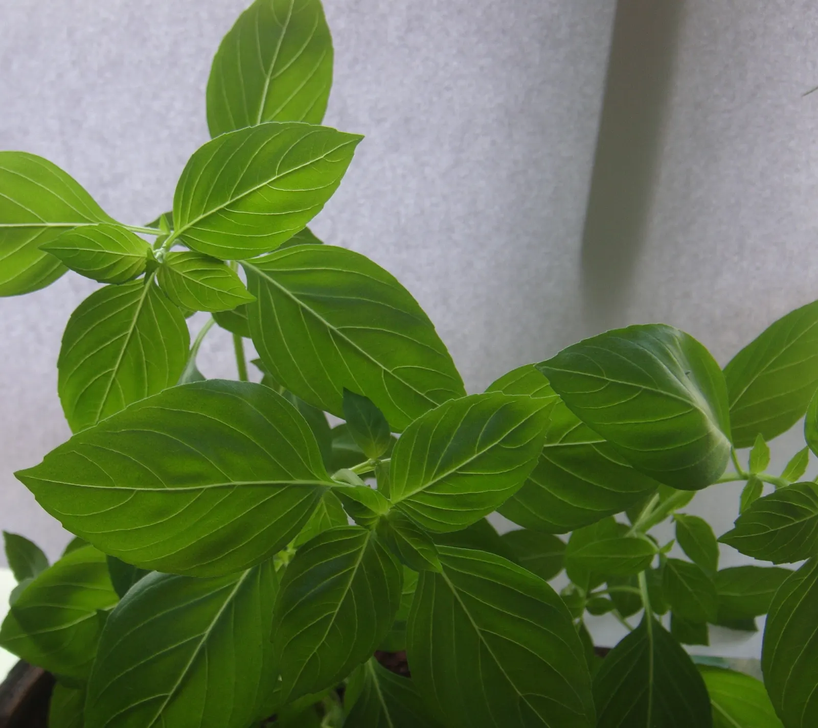Lemon Basil (Ocimum X Citriodorum) — Thriving in full sun with well-drained soil, it produces small white flowers in summer; enhancing the, image 45