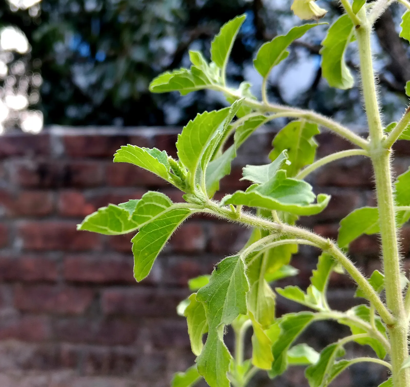 Lemon Basil (Ocimum X Citriodorum) — It prefers full sun exposure and requires well-drained soil to thrive; which makes it suitable for both garden, image 56