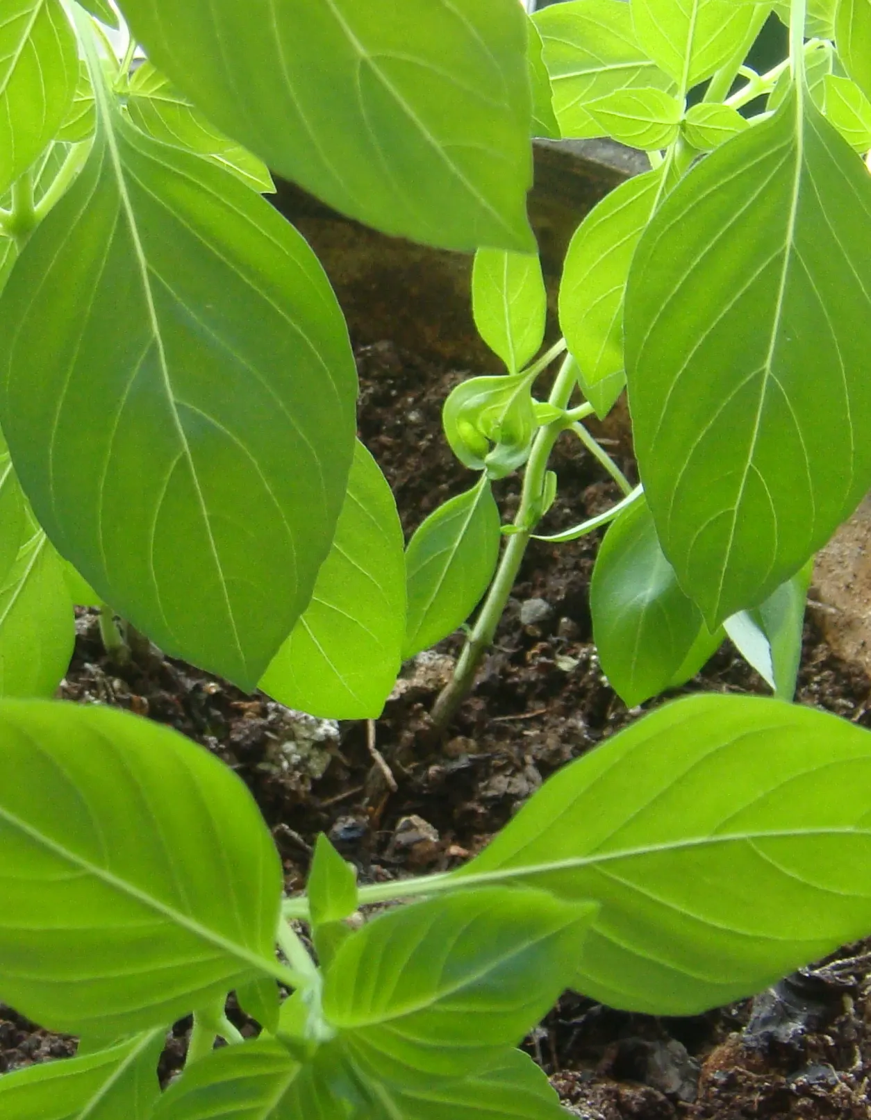 Lemon Basil (Ocimum X Citriodorum) — Ideal for borders and aromatic gardens, it requires regular watering and occasional fertilization, image 67