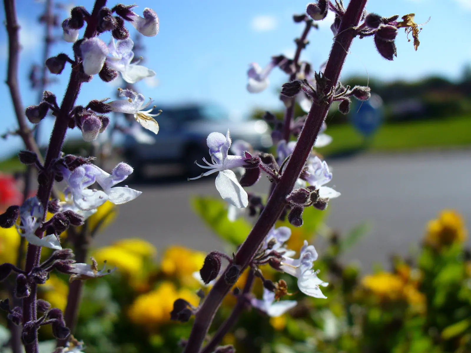 Lemon Basil (Ocimum X Citriodorum) — Lemon Basil produces small white to pale pink flowers on spikes; enhancing the ecological balance of the garden, image 75