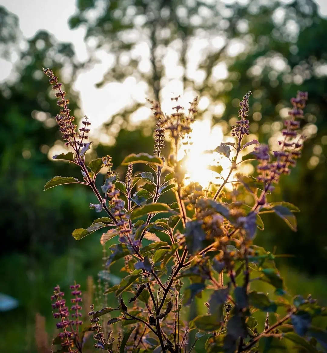Lemon Basil (Ocimum X Citriodorum) — providing not only a sensory pleasure but also a striking visual contrast when planted among darker foliage, image 92